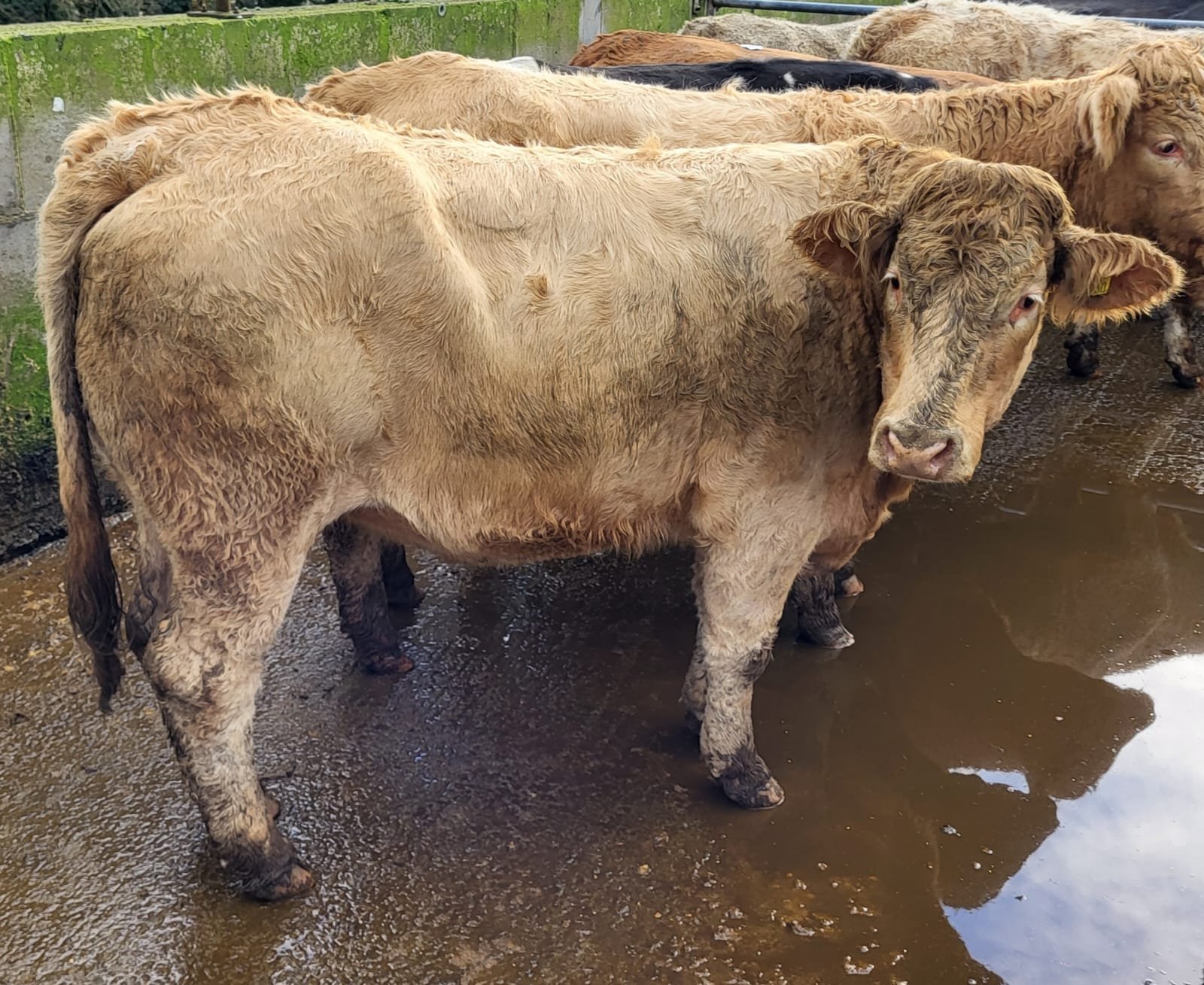 This 615kg Charolais heifer sold for €1,820 or €2.96/kg