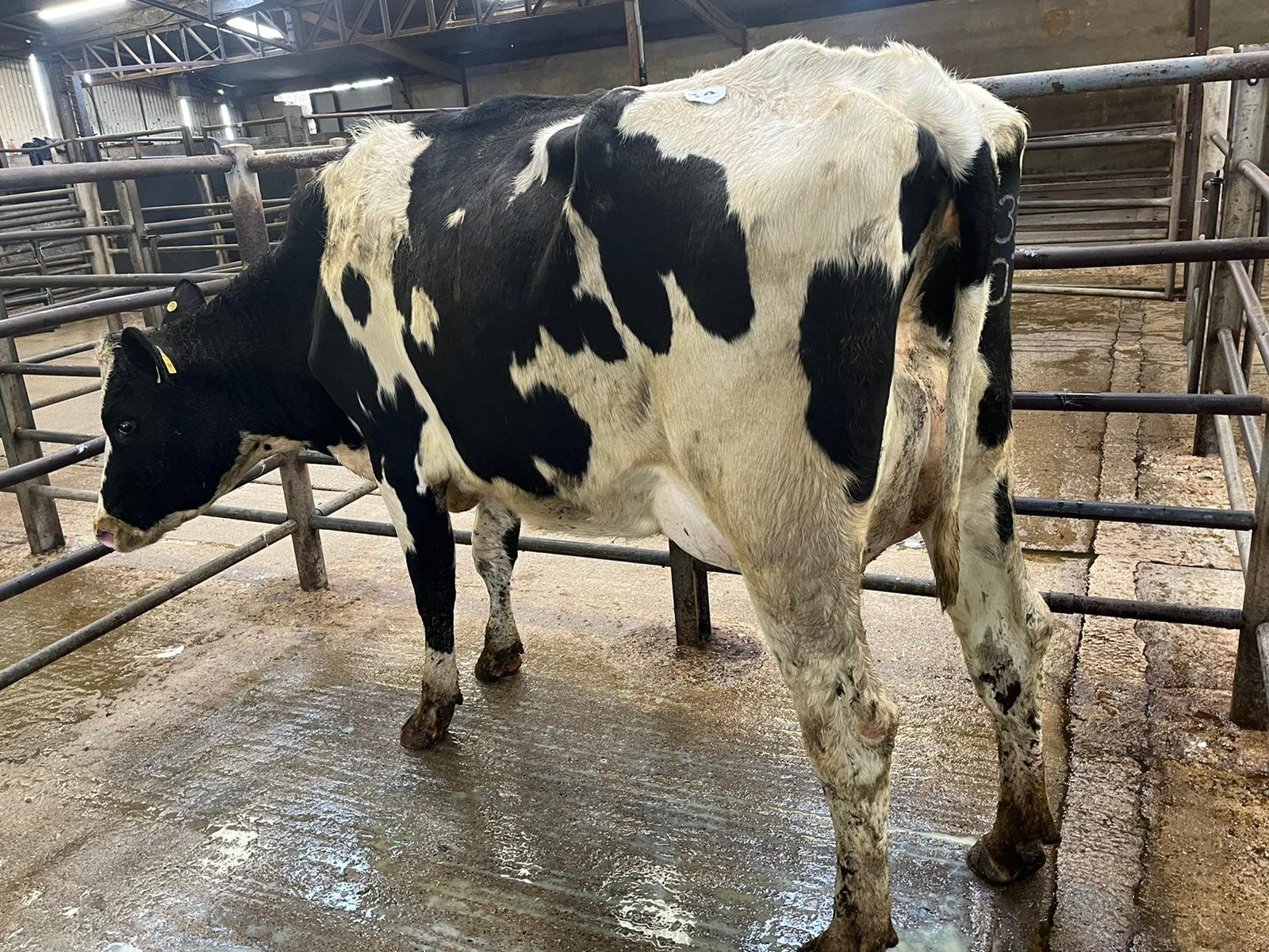 Lot 30: Keadeen Yamaska Blanche 3404, sold for €2,540
