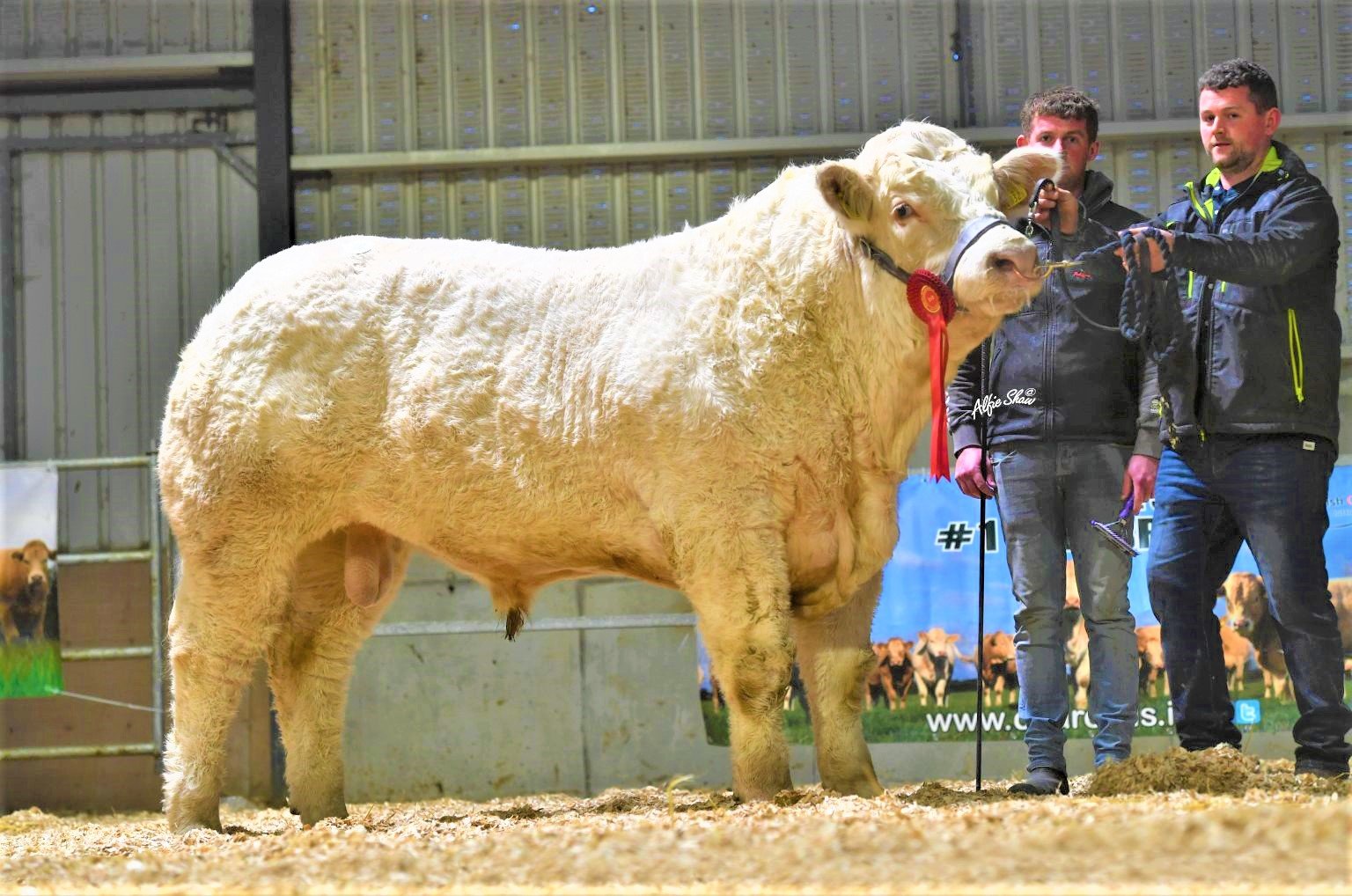 The Egan brothers sold Cloonglasna11 Sean ET for €9,600