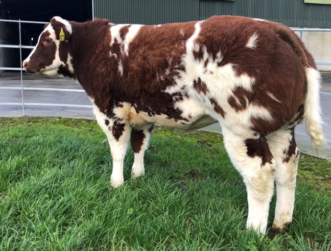 Pretender to the Crown sold for €22,500. Image source: MartEye