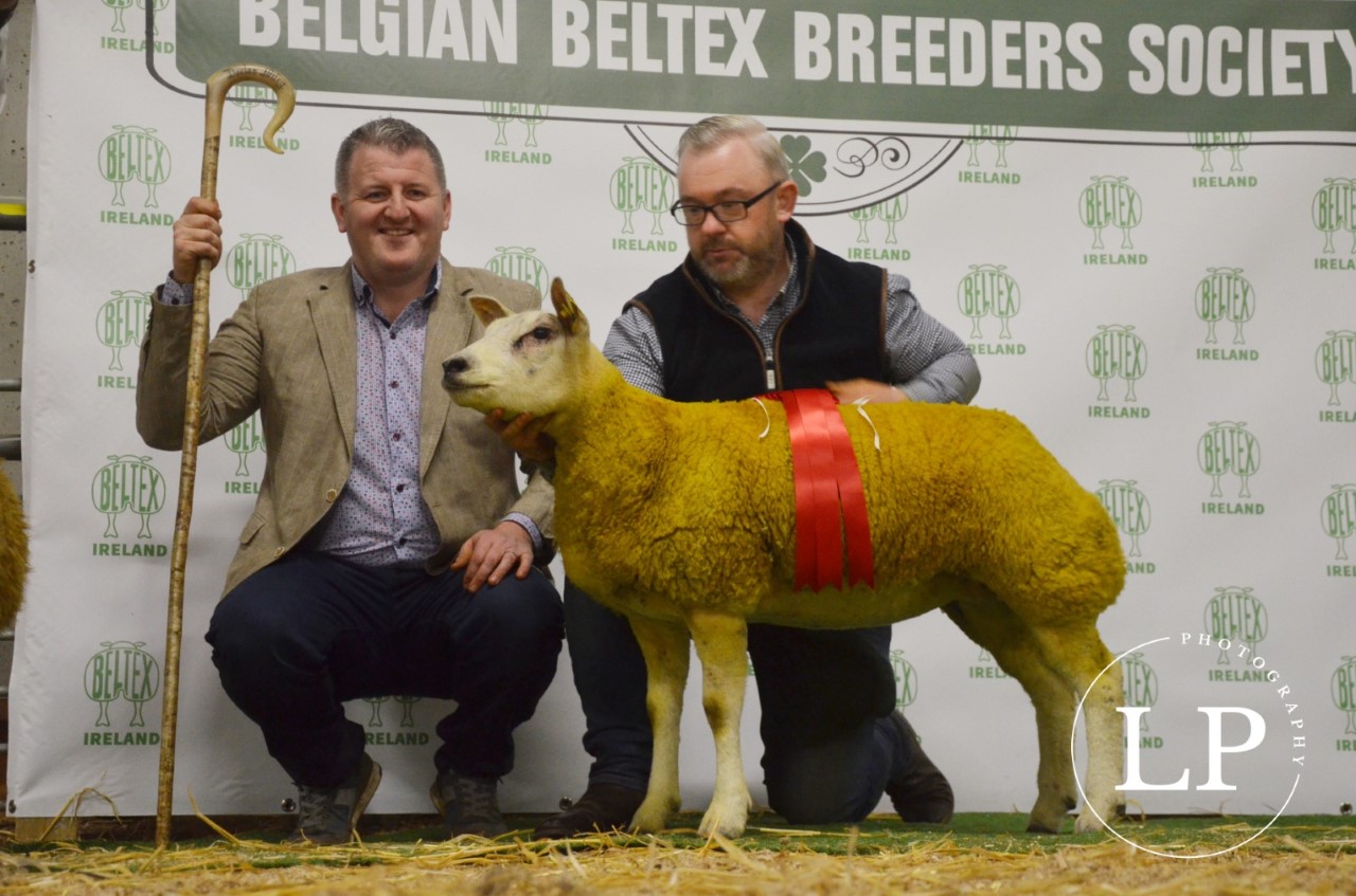 Reserve champion