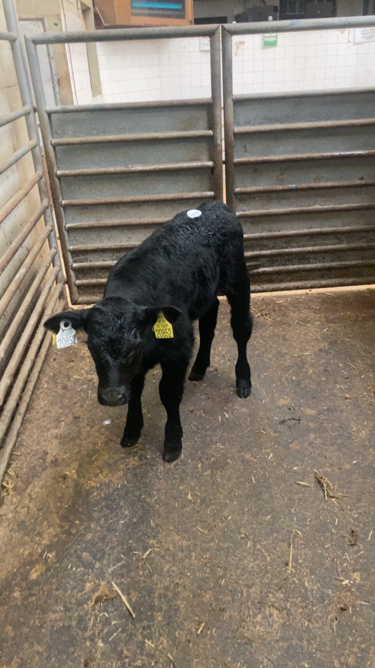 This two-week-old Angus-cross bull calf sold for €240 Image: Enniscorthy Mart