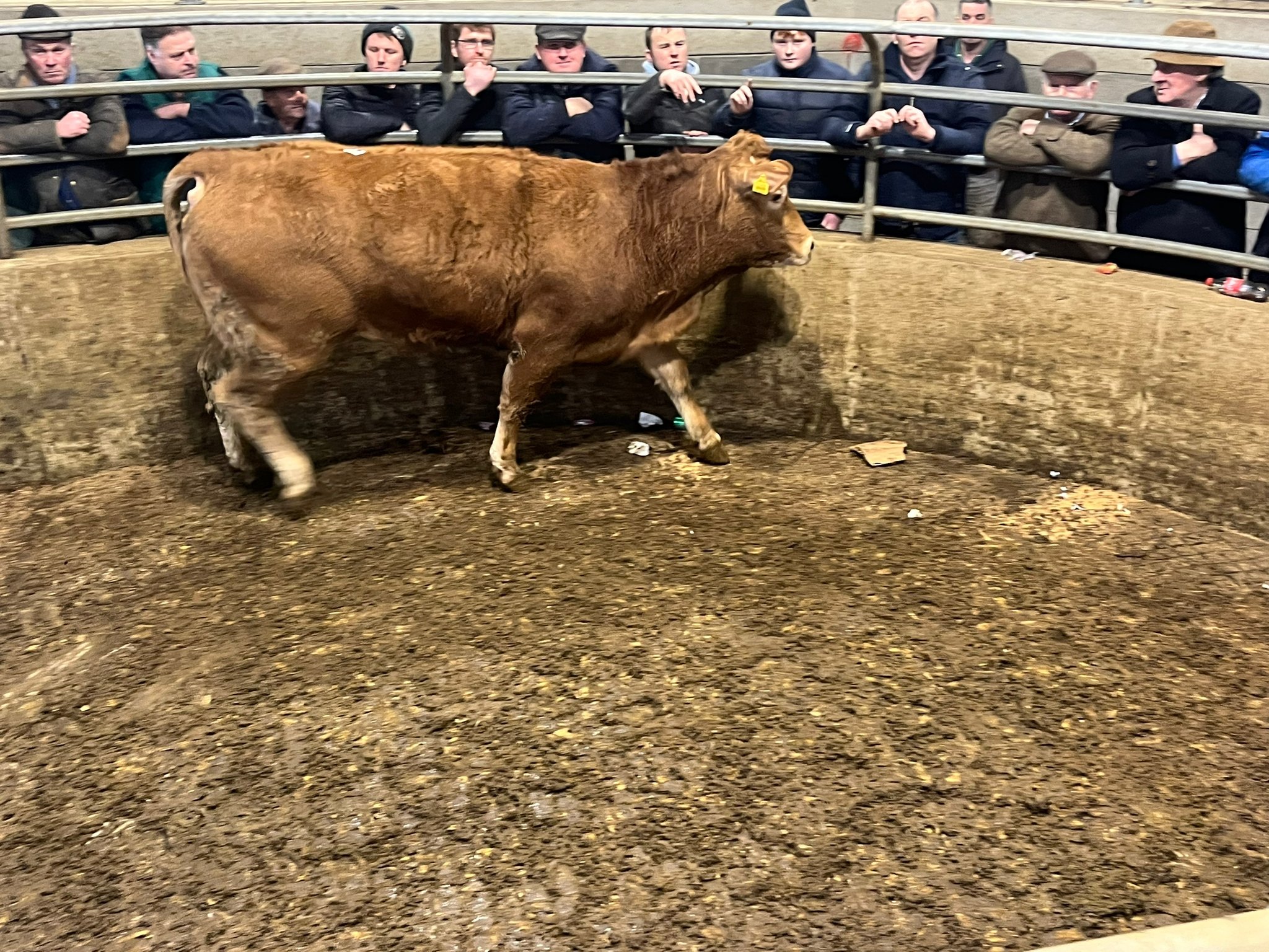 This Limousin heifer weighing 634kg sold for €1,850