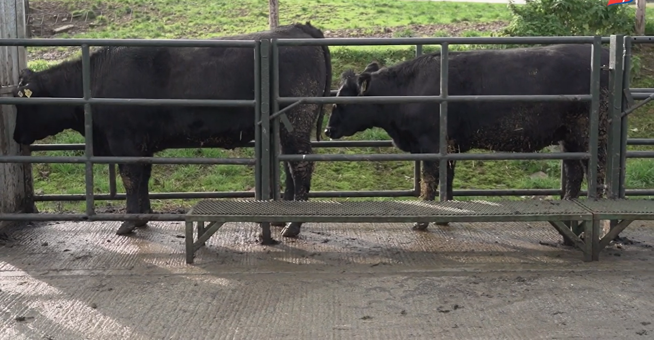 Visual comparison of the two heifers. Source: ABP Demo Farm