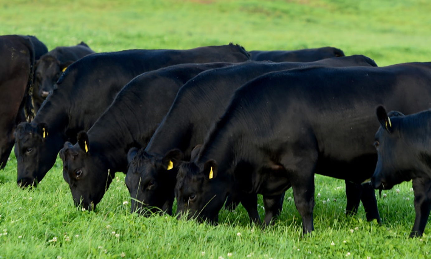 Angus cattle. Image: Certified Irish Angus