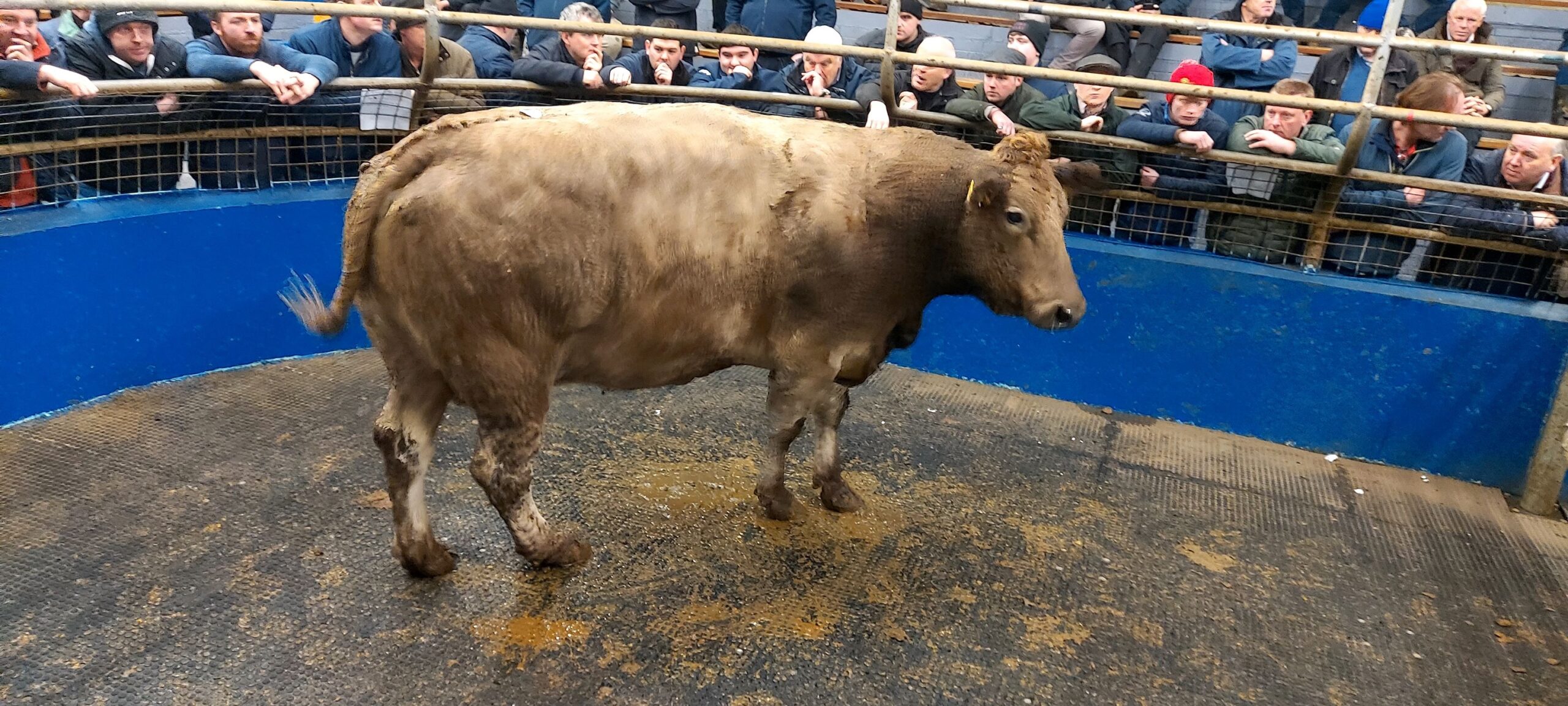 This 2008 born Blonde d'Aquitaine-cross cow weighing 850kg sold for €2,550 or €3/kg. Image source: Central Auctions