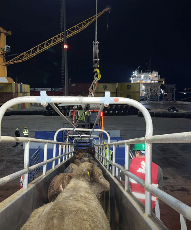 Cattle being unloaded from the vessel