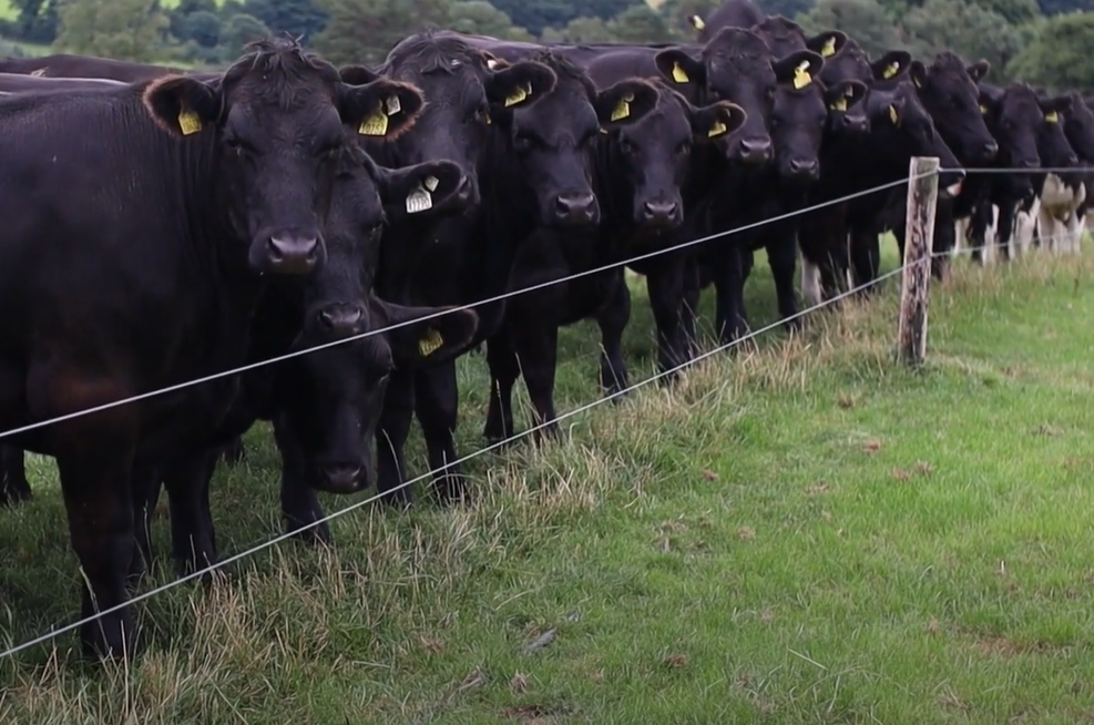 Cattle grazing on the ABP Demo Farm