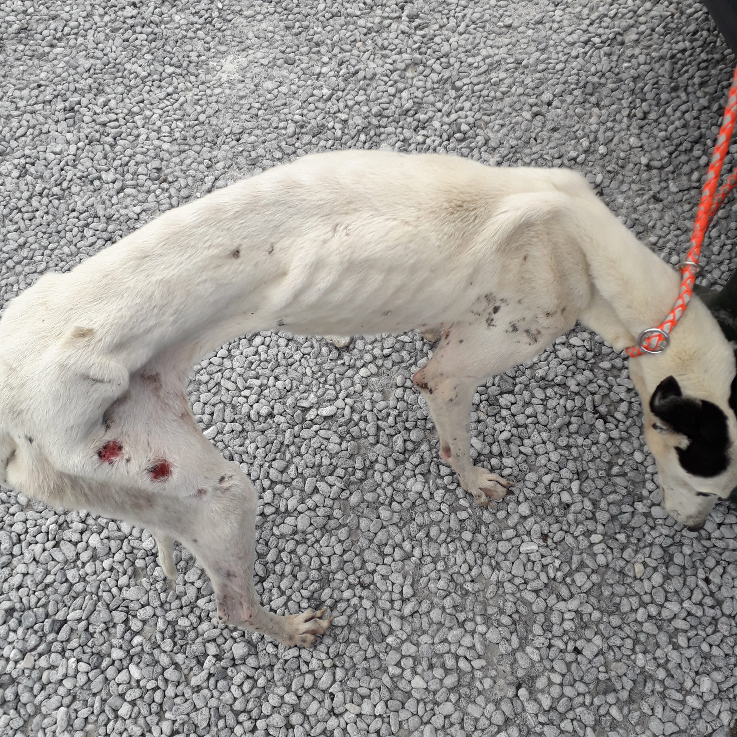 Image: ISPCA