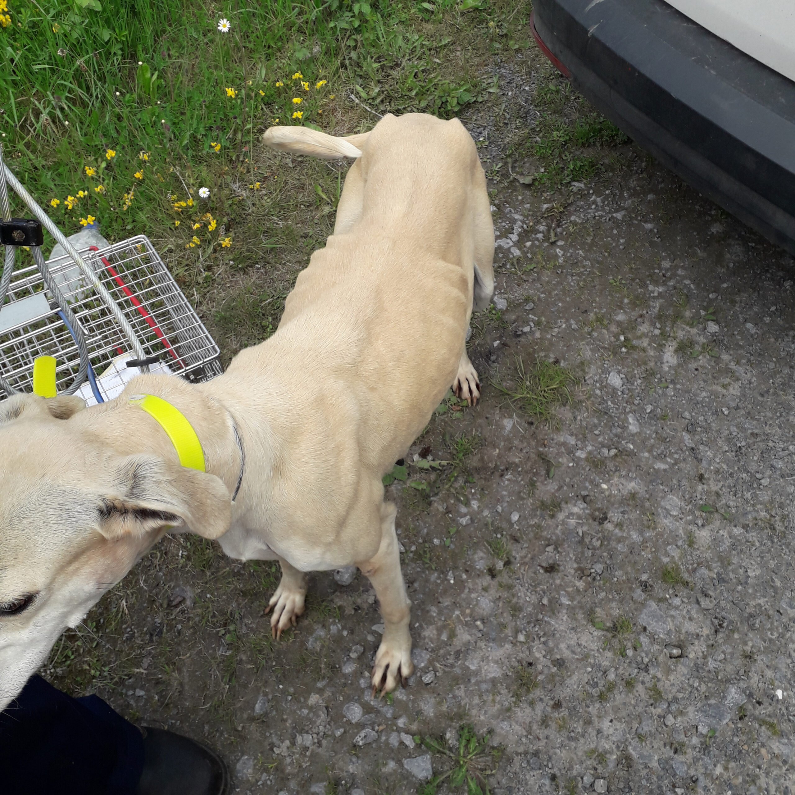 Image: ISPCA
