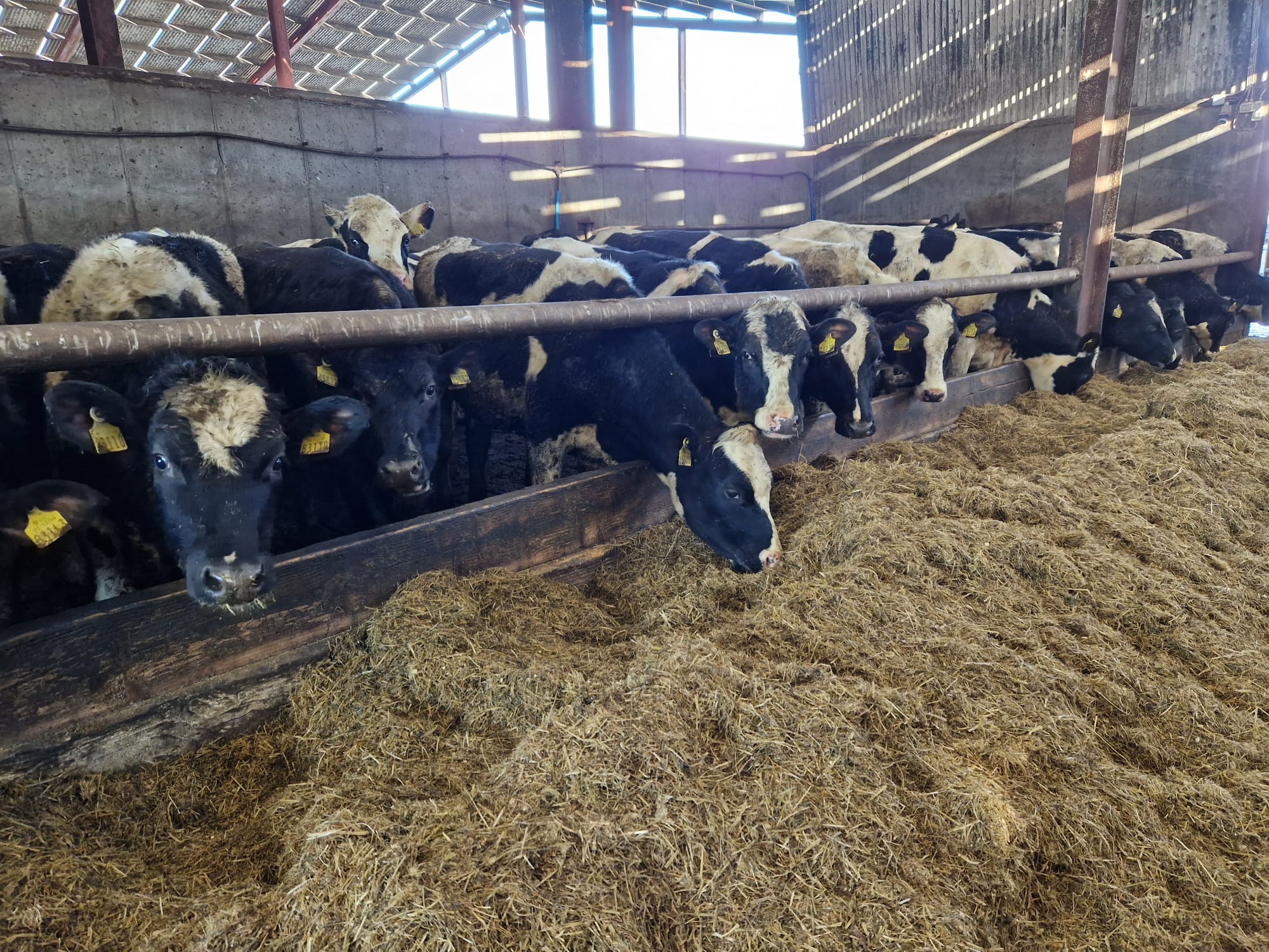 Donie's yearlings, January 2023