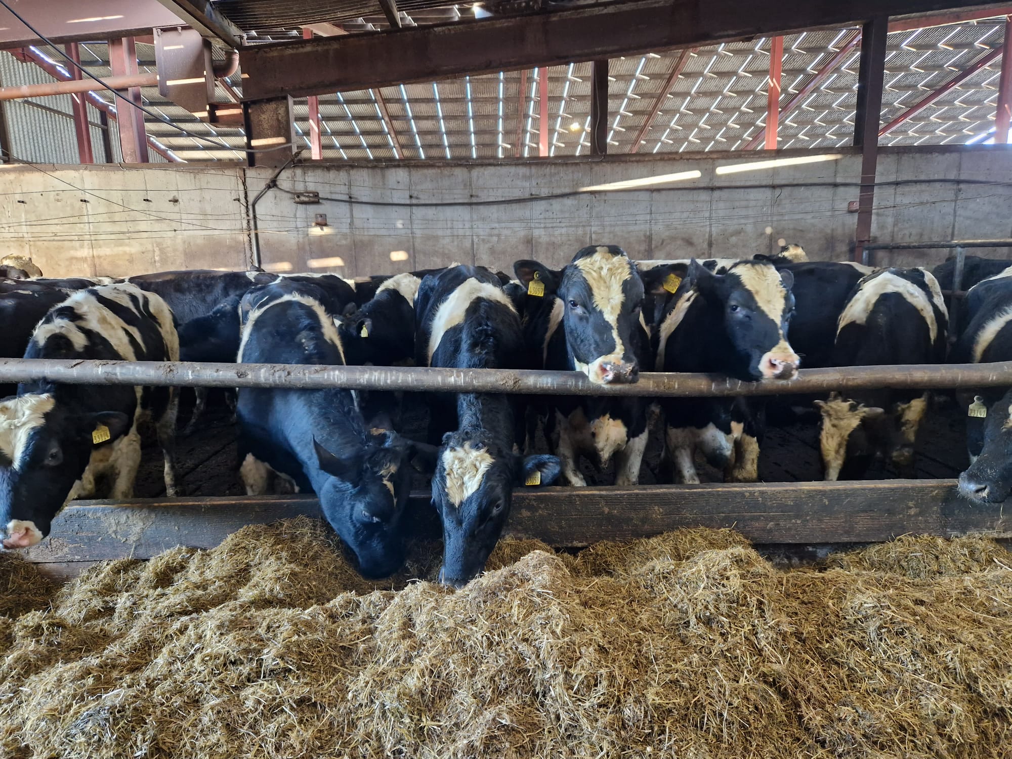 Donie's yearlings, January 2023