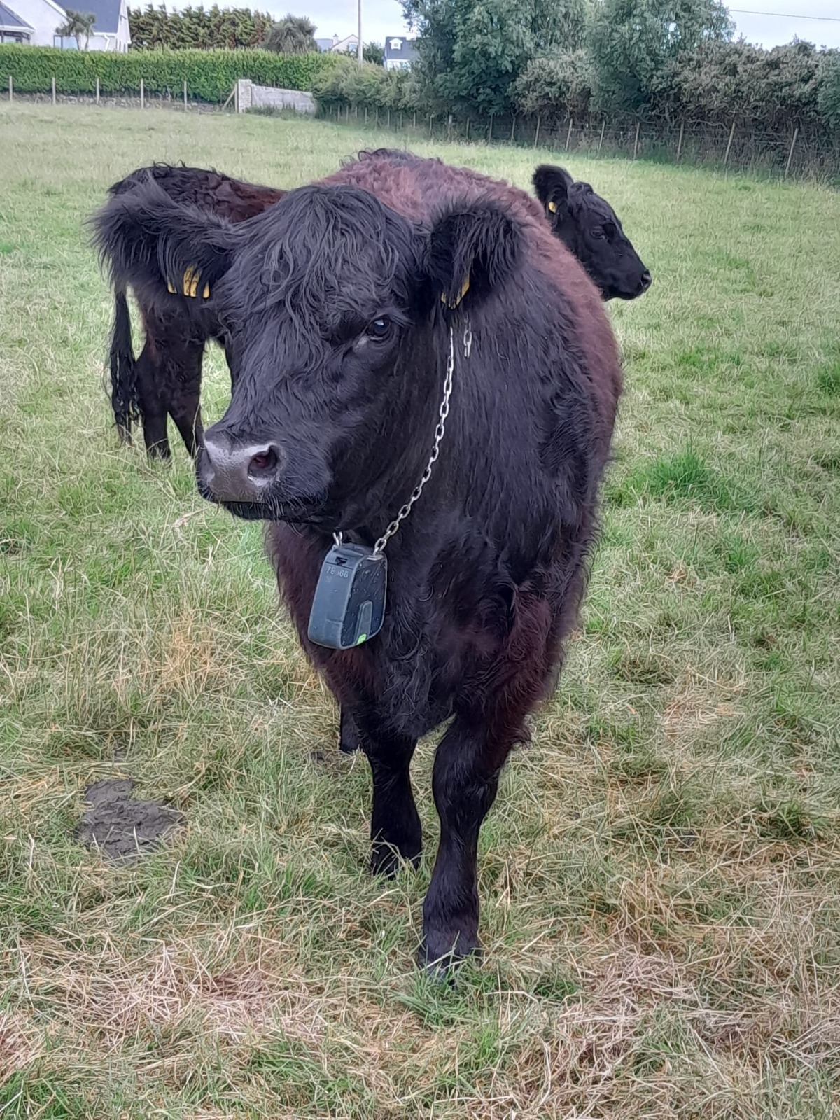 Galloway heifers wearing Nofence collars in a paddock during the training phase.Image: Shaunie Boyle