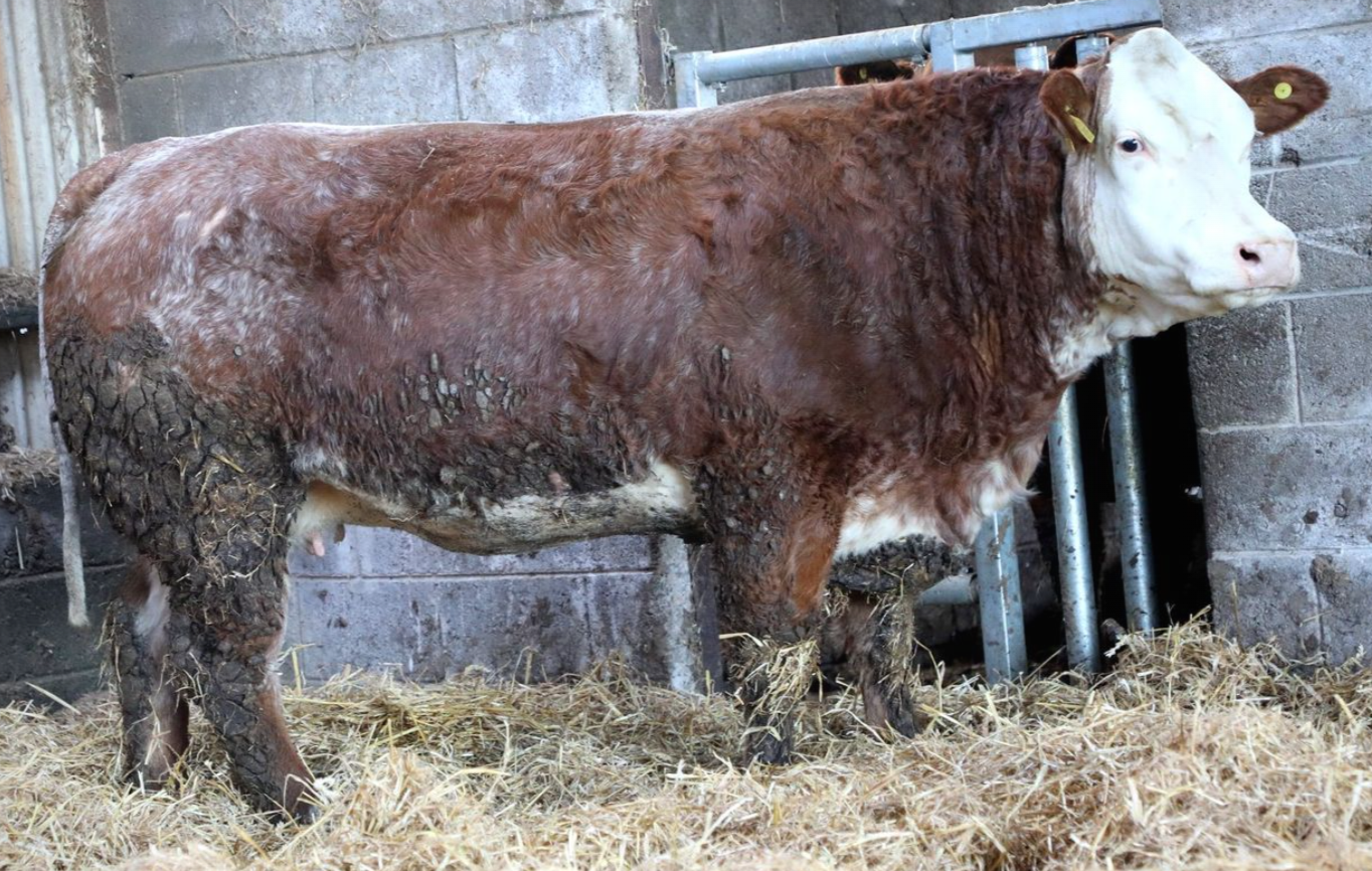 Lot 25 sold for €4,550