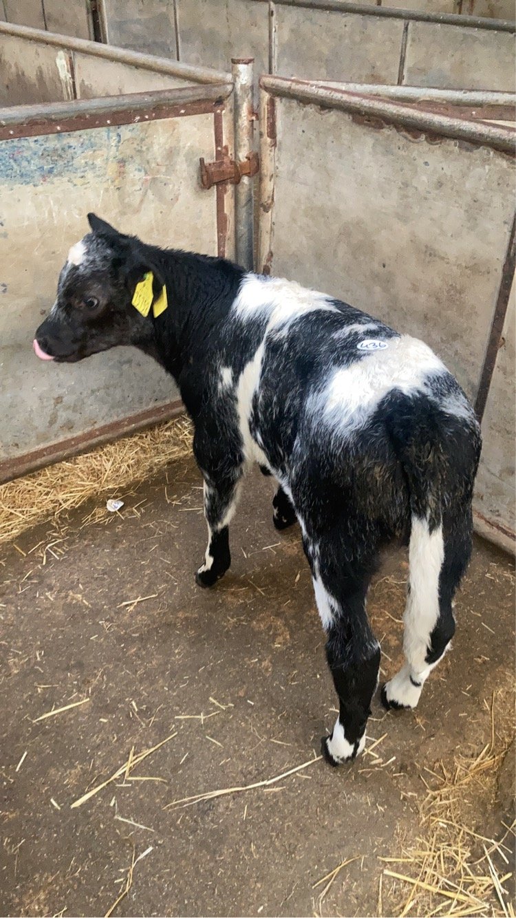 This month-old Belgian Blue-cross bull sold for €460Image: Enniscorthy Mart