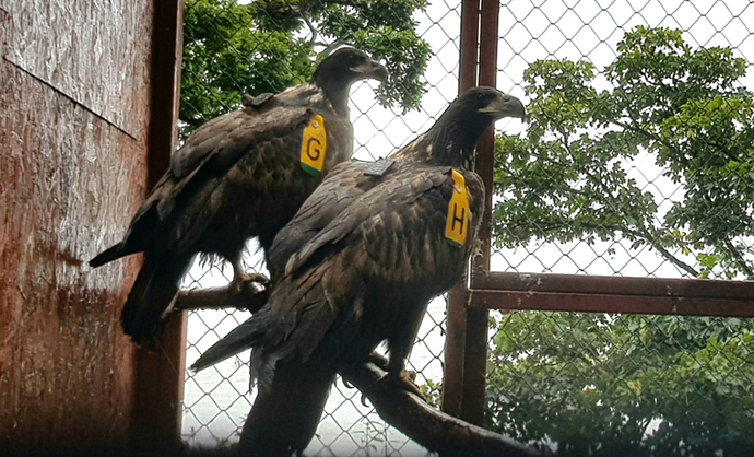 Juvenile white-tailed eagle chicks in an aviary at a release site in Ireland. Photo: NPWS&nbsp;