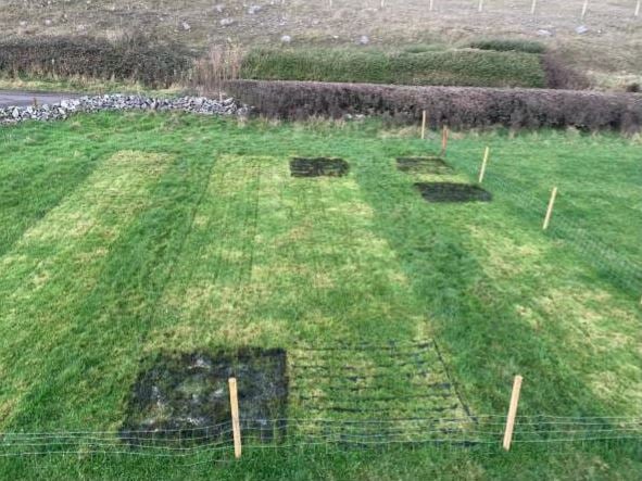 The patches of grass Sean used for his project