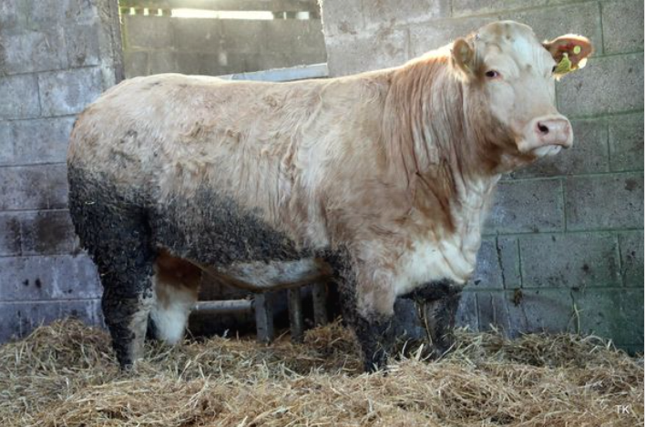 Lot 10, a Charolais-cross heifer took the top price on the night. Images sourced by: Tricia Kennedy