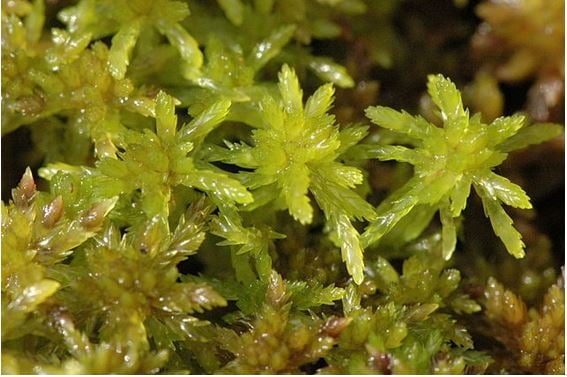 Sphagnum mosses. Image: Organics Trust