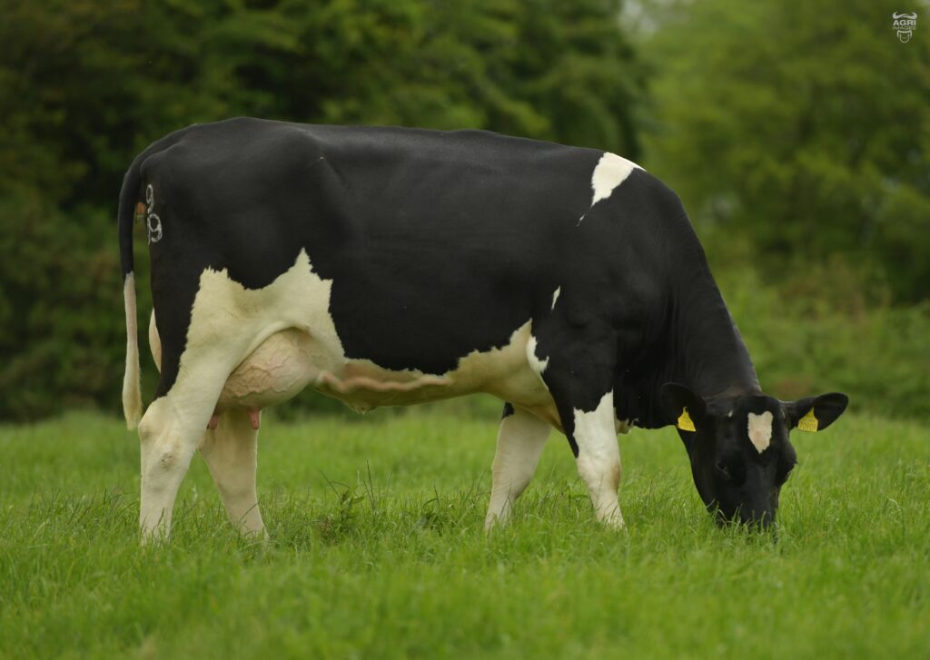 Ballintosig Misterman FR7749 - brings additional milk kgs for cows needing a bit extra without pushing the limits of band III, 84kg milk from a 4% protein dam