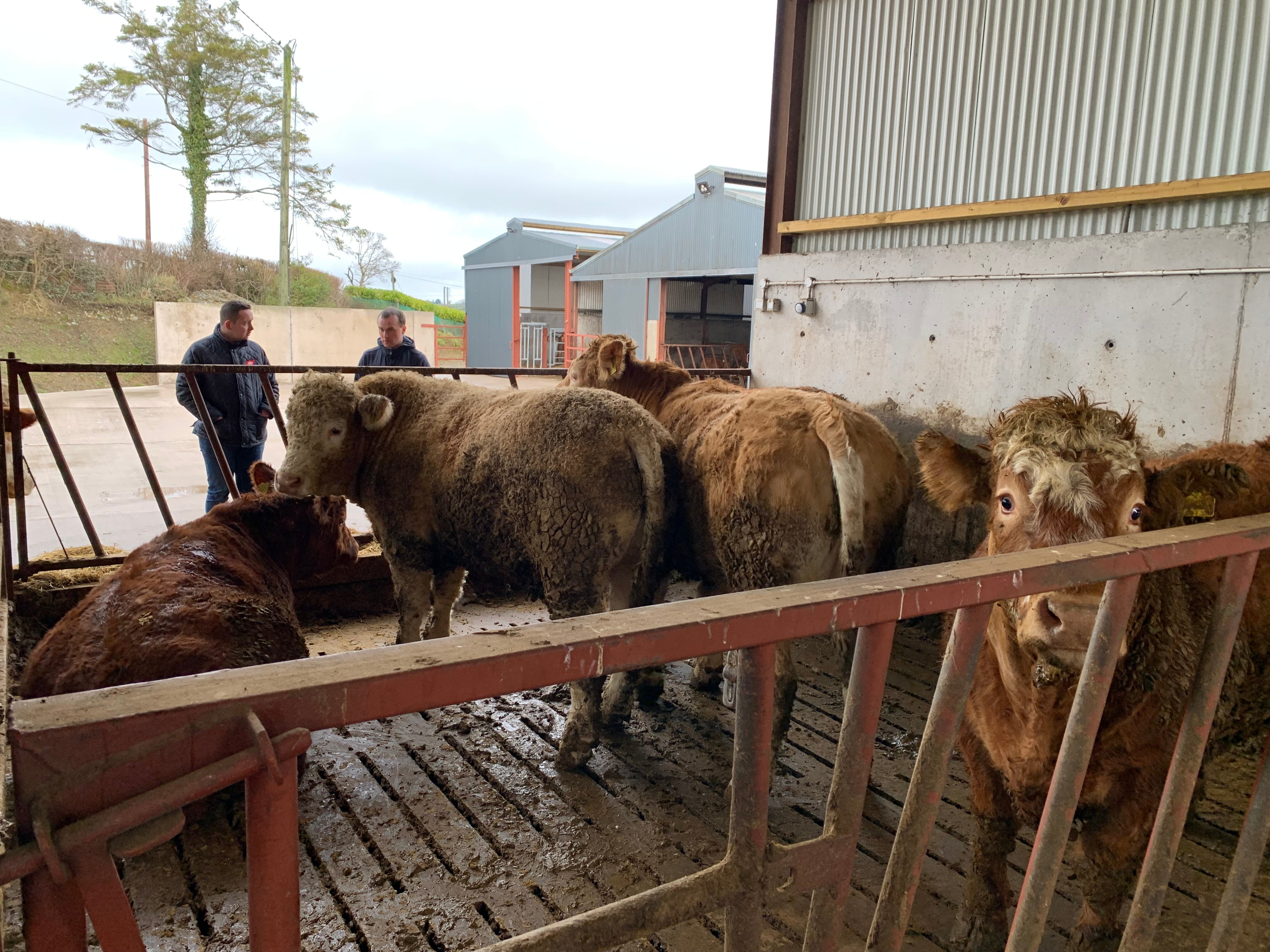 Some of the beef cattle in the shed
