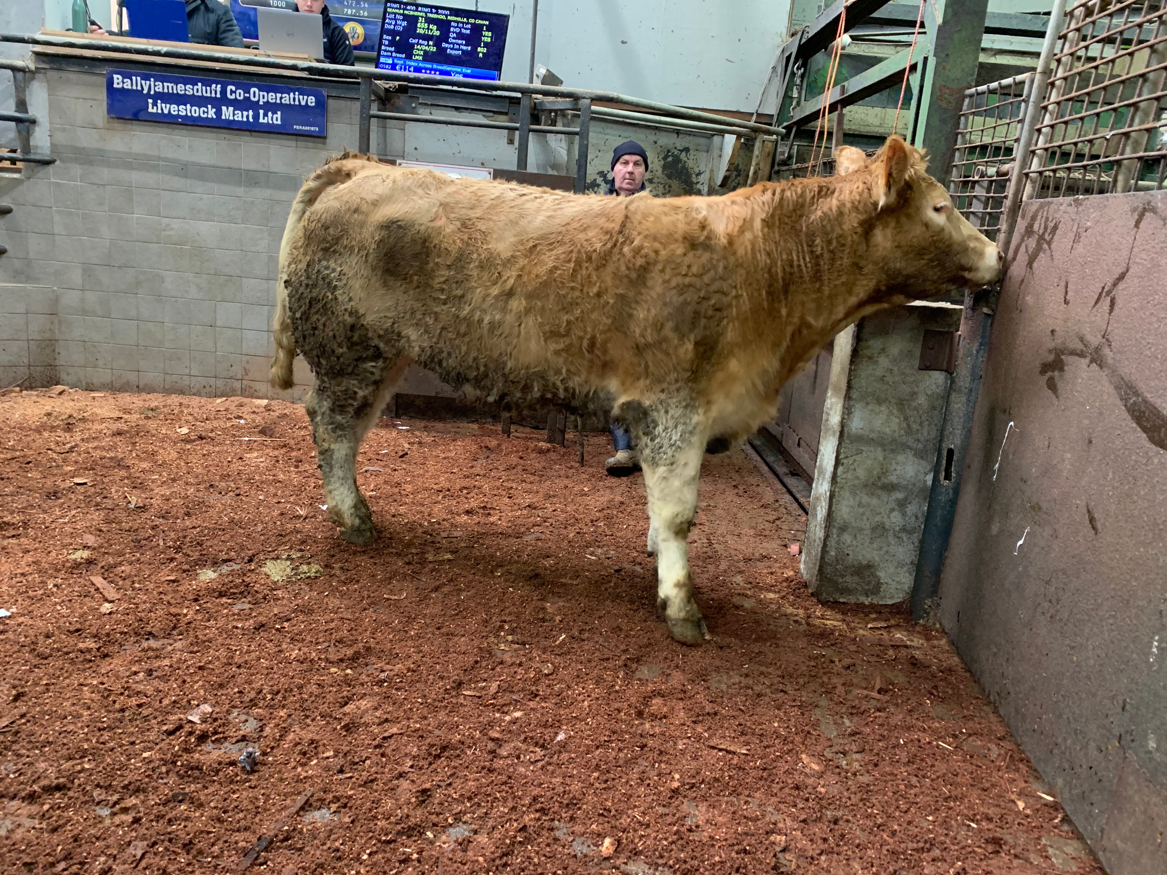 This 660kg Charolais heifer sold for €2,310 or €3.50/kg