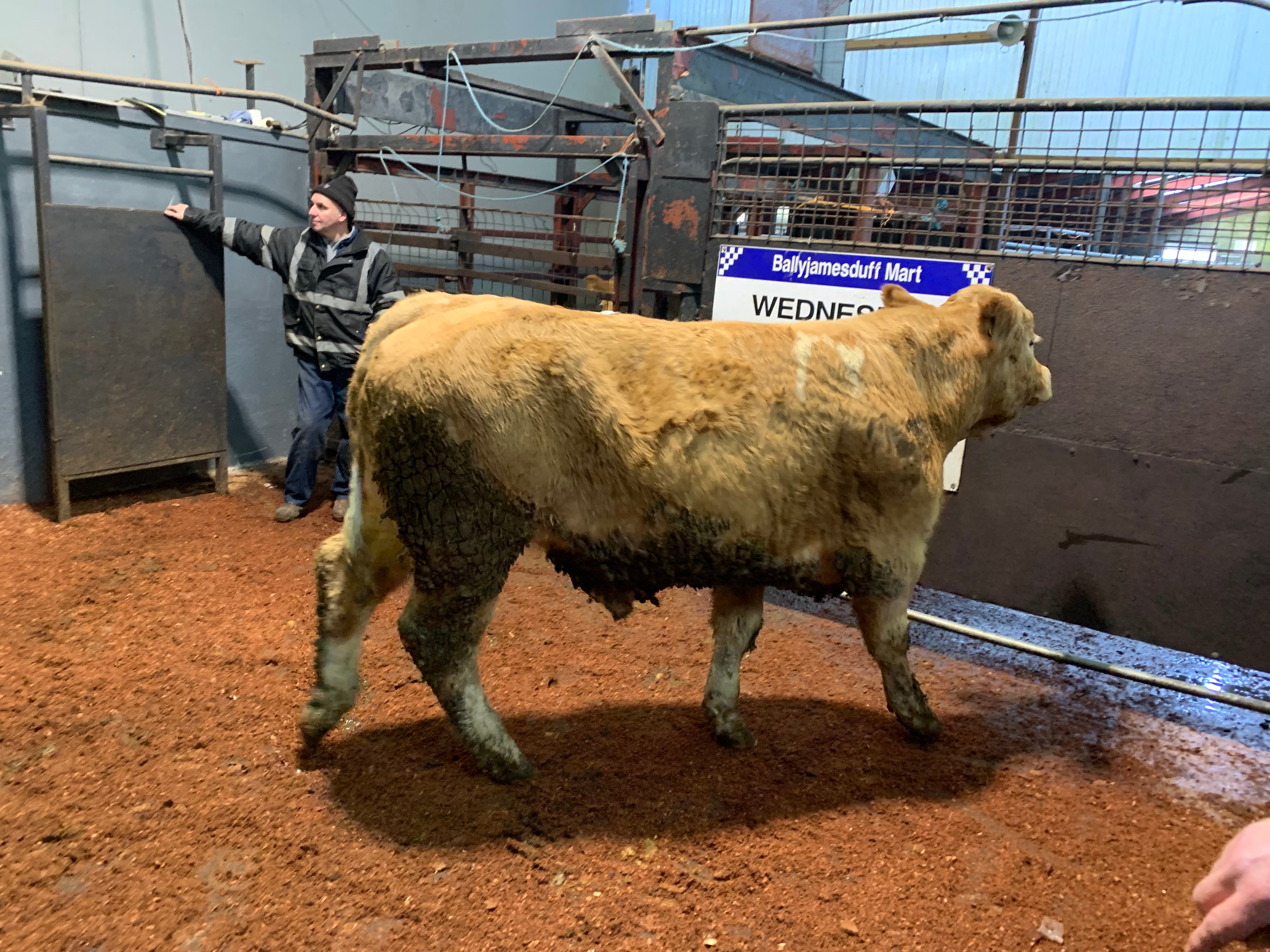 This 625kg Limousin-cross bullock sold for €2,030 or €3.20/kg