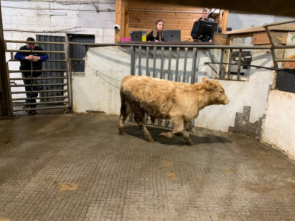 This 280kg Charolais-cross bull sold for €980 or €3.50/kg