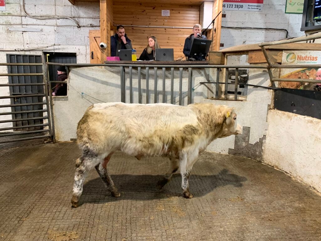 This 435kg Belgian Blue-cross bull sold for €1,740 or €4/kg