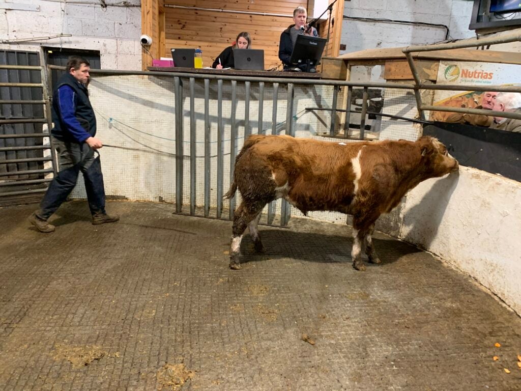 This 370kg Belgian Blue-cross bull sold for €1,460 or €3.95/kg