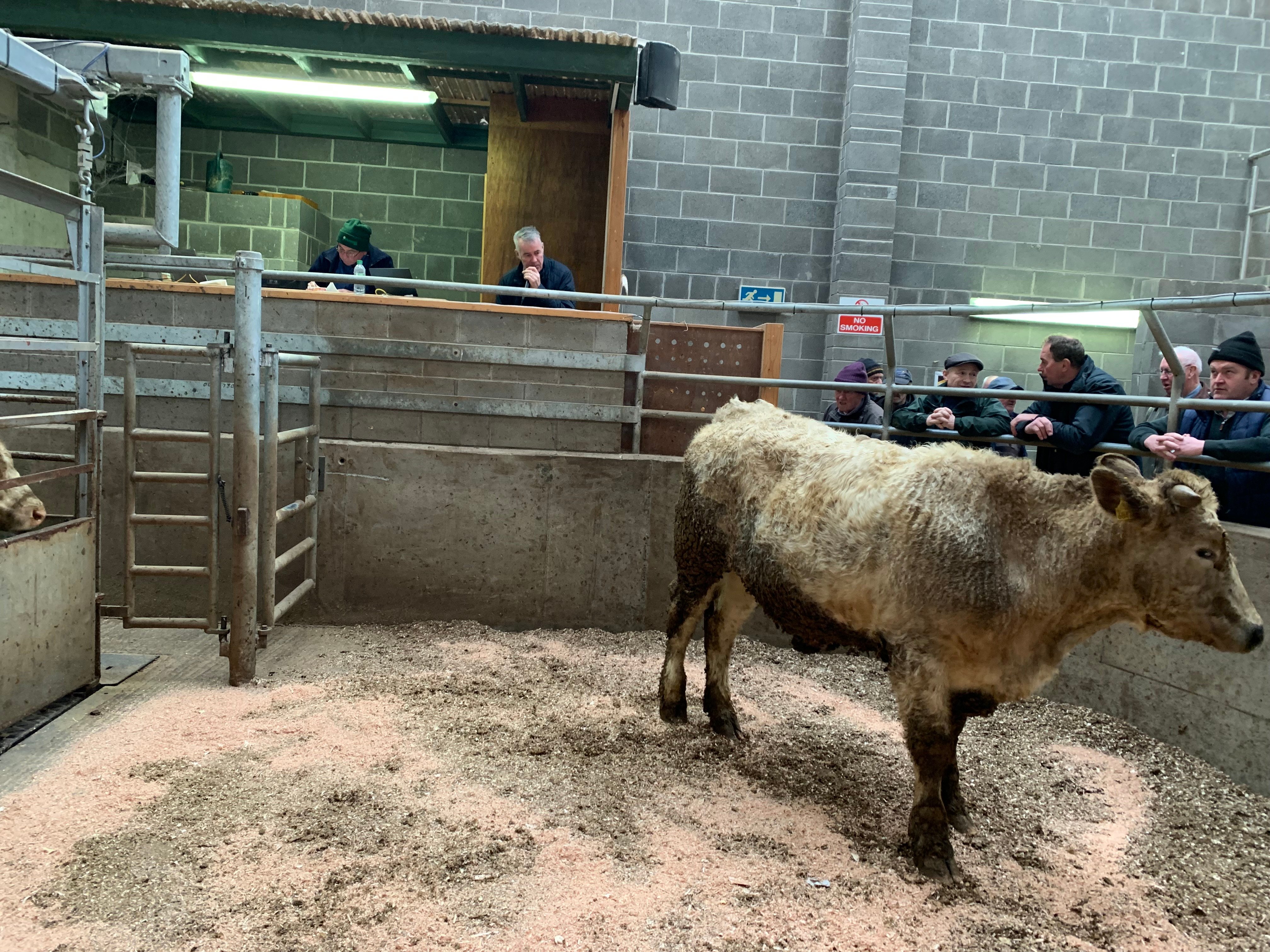 This 590kg Charolais bullock sold for €1,730 or €2.93/kg