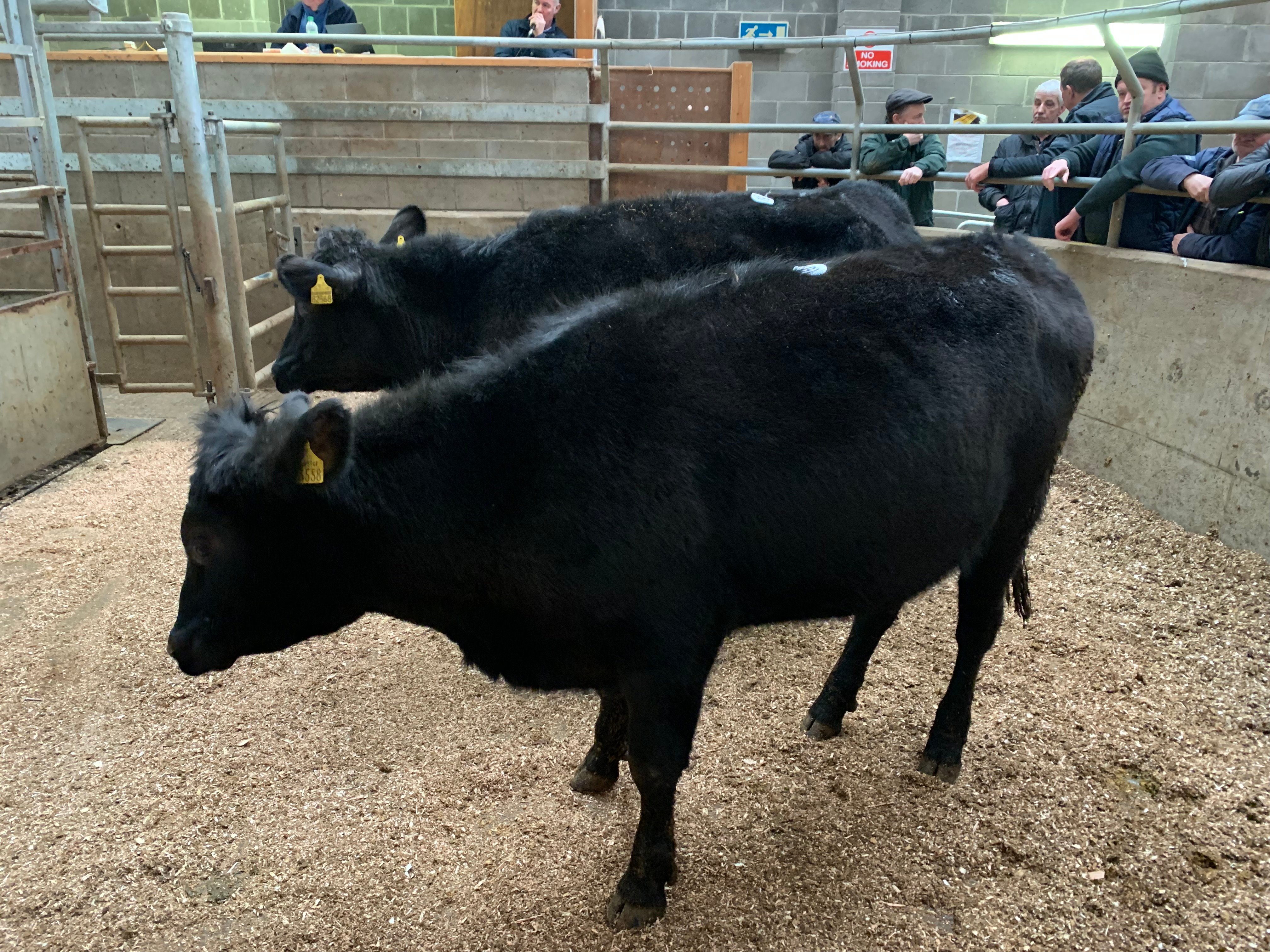 These 2 Angus heifers weighing 424kg sold for €1,210 or €2.85/kg