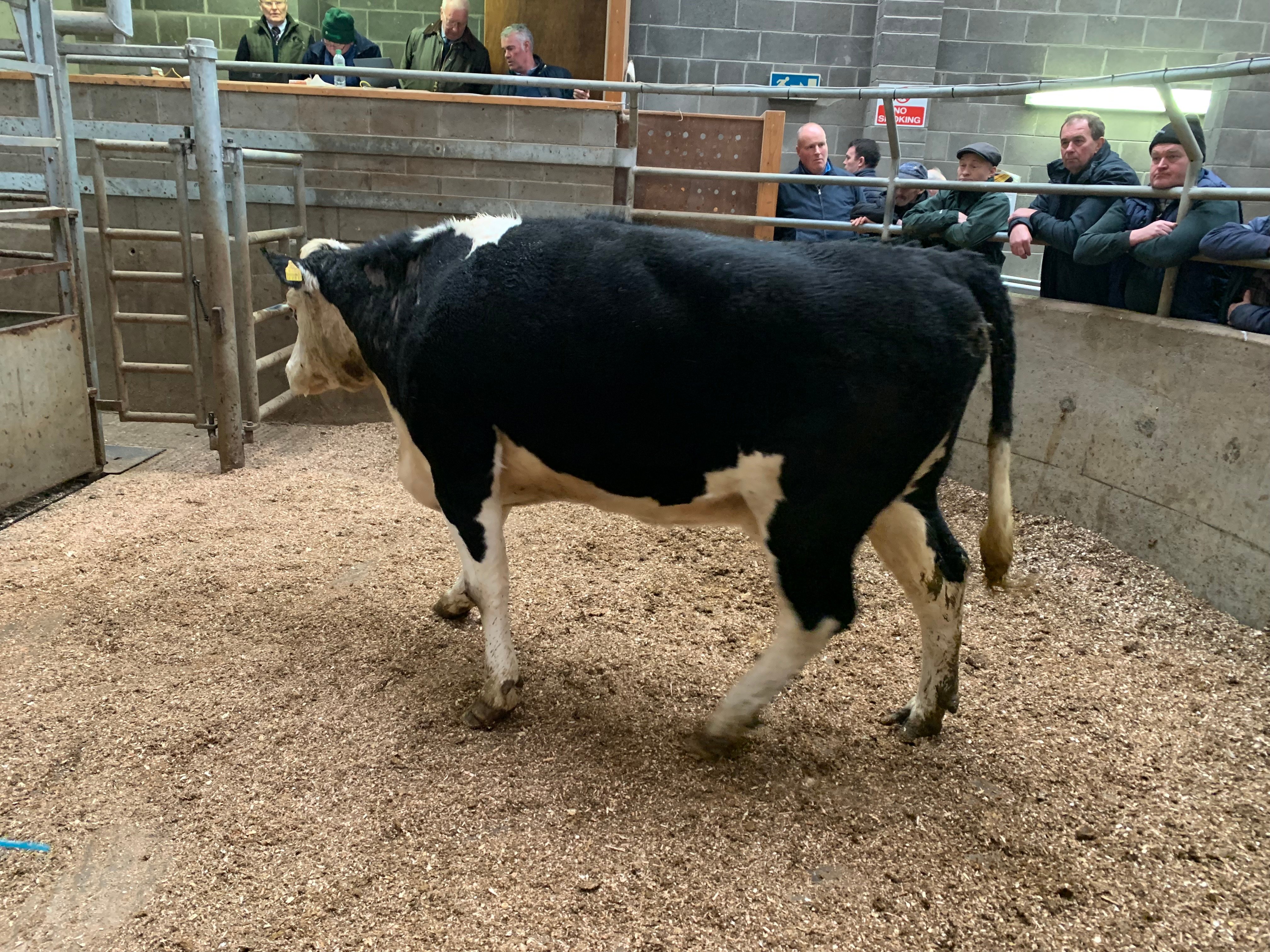 This 704kg Hereford cow sold for €1,680 or €2.39/kg