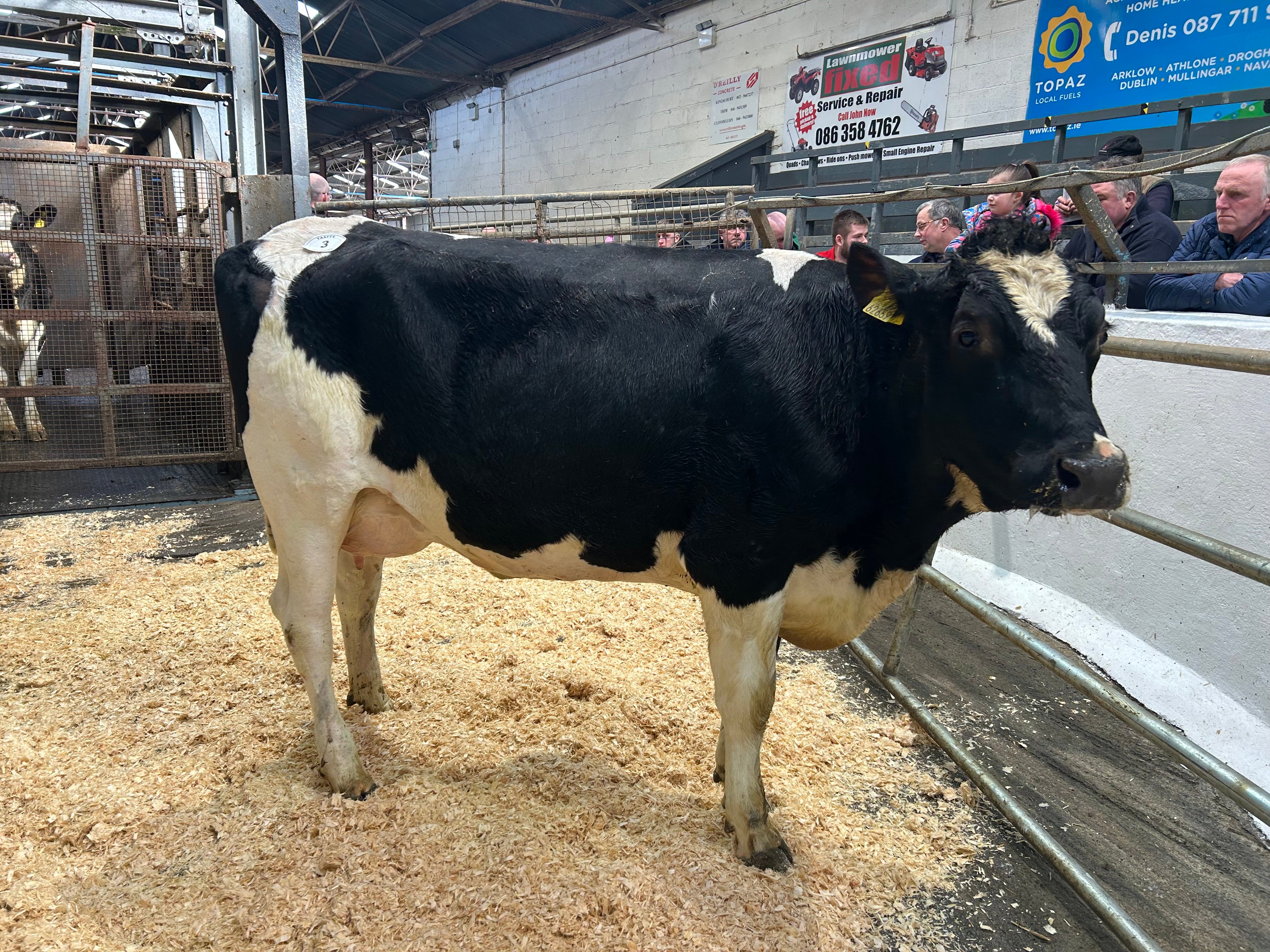 Lot 3, Ballivor Kyteman Germina, sold for 2,800gns