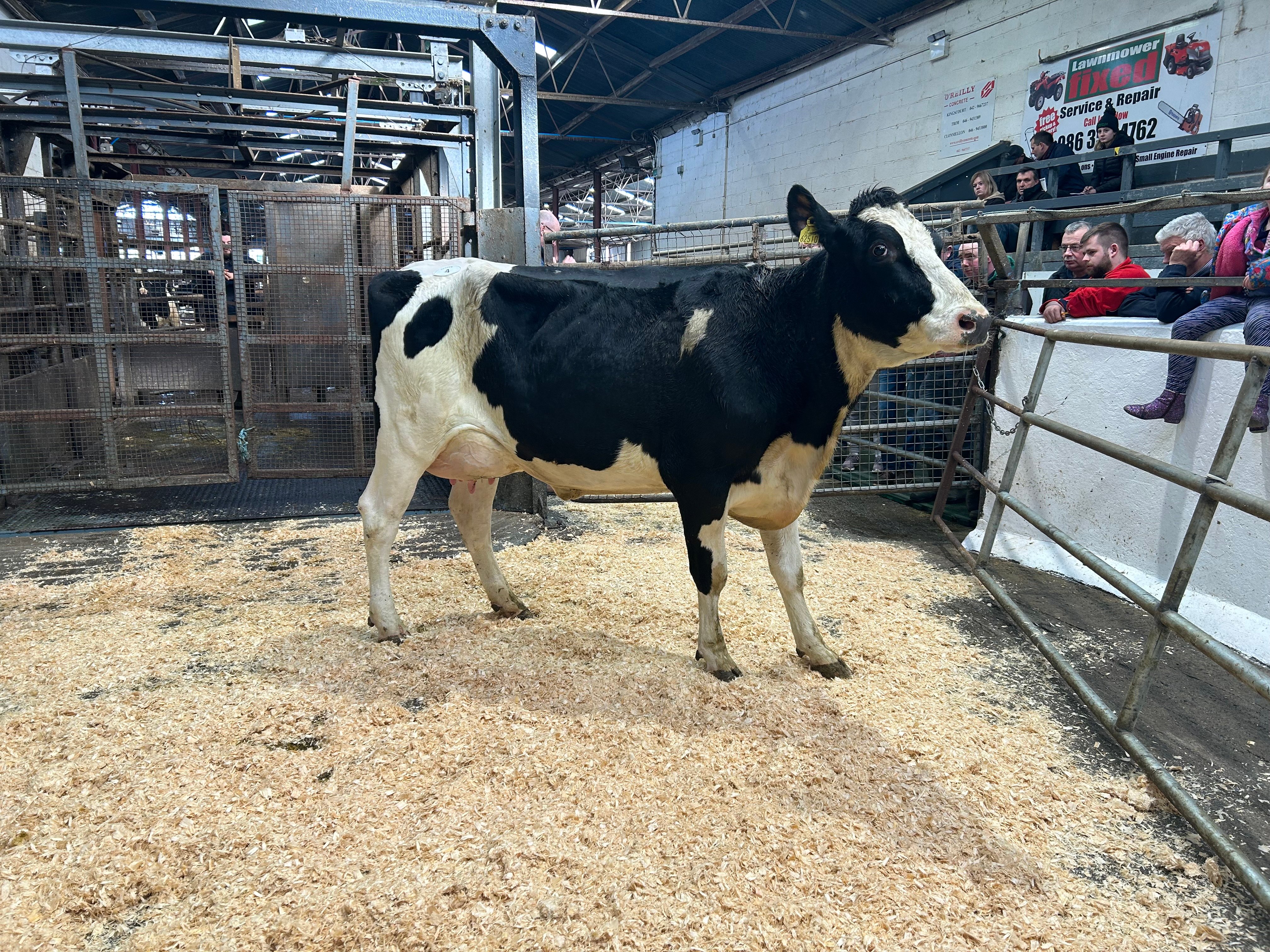 Lot 4, Ballivor Wavelight Echo, sold for 3,050gns