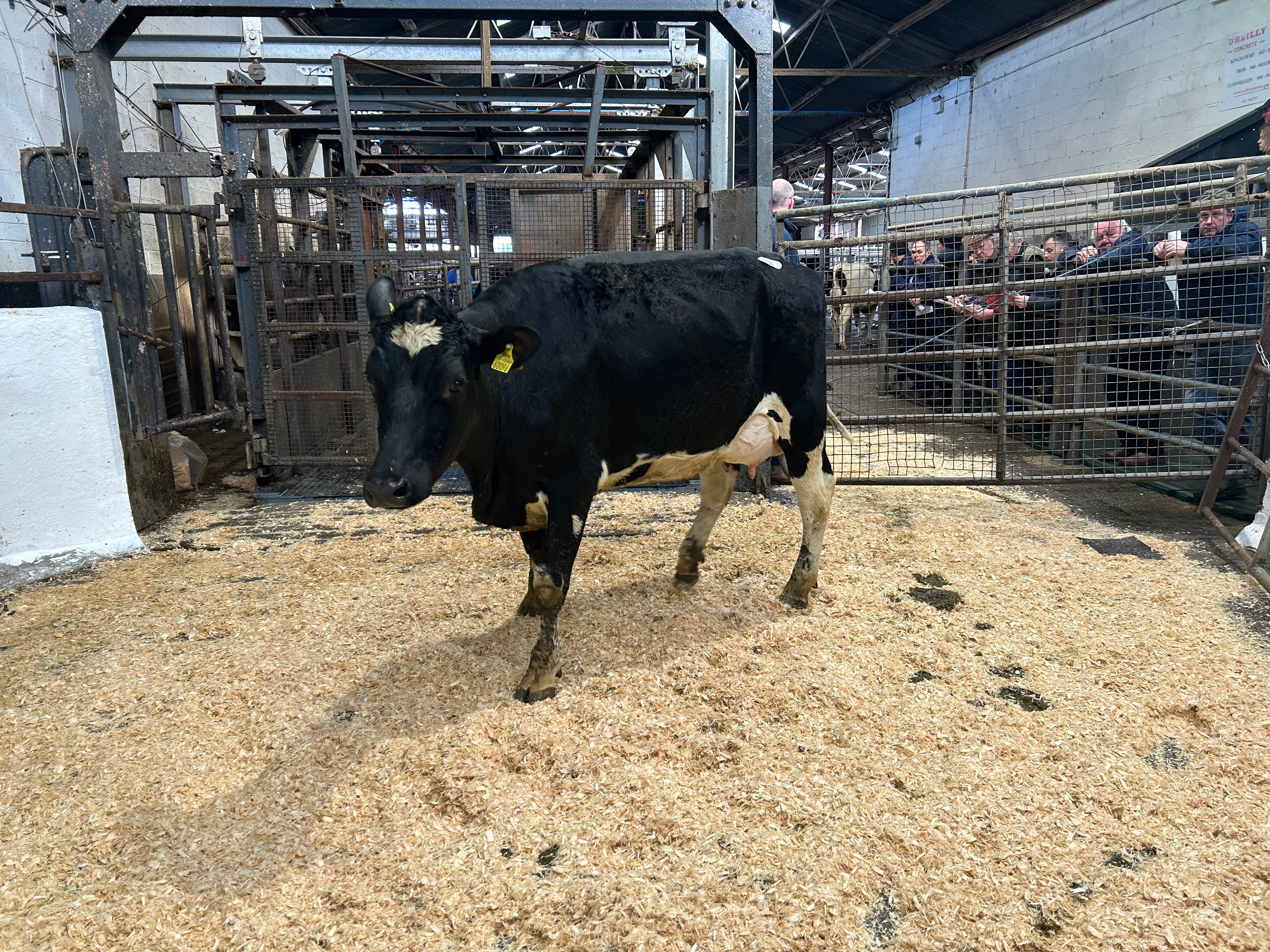 Lot 18, Cannontown Nadal Sunshine, sold for 3,450gns