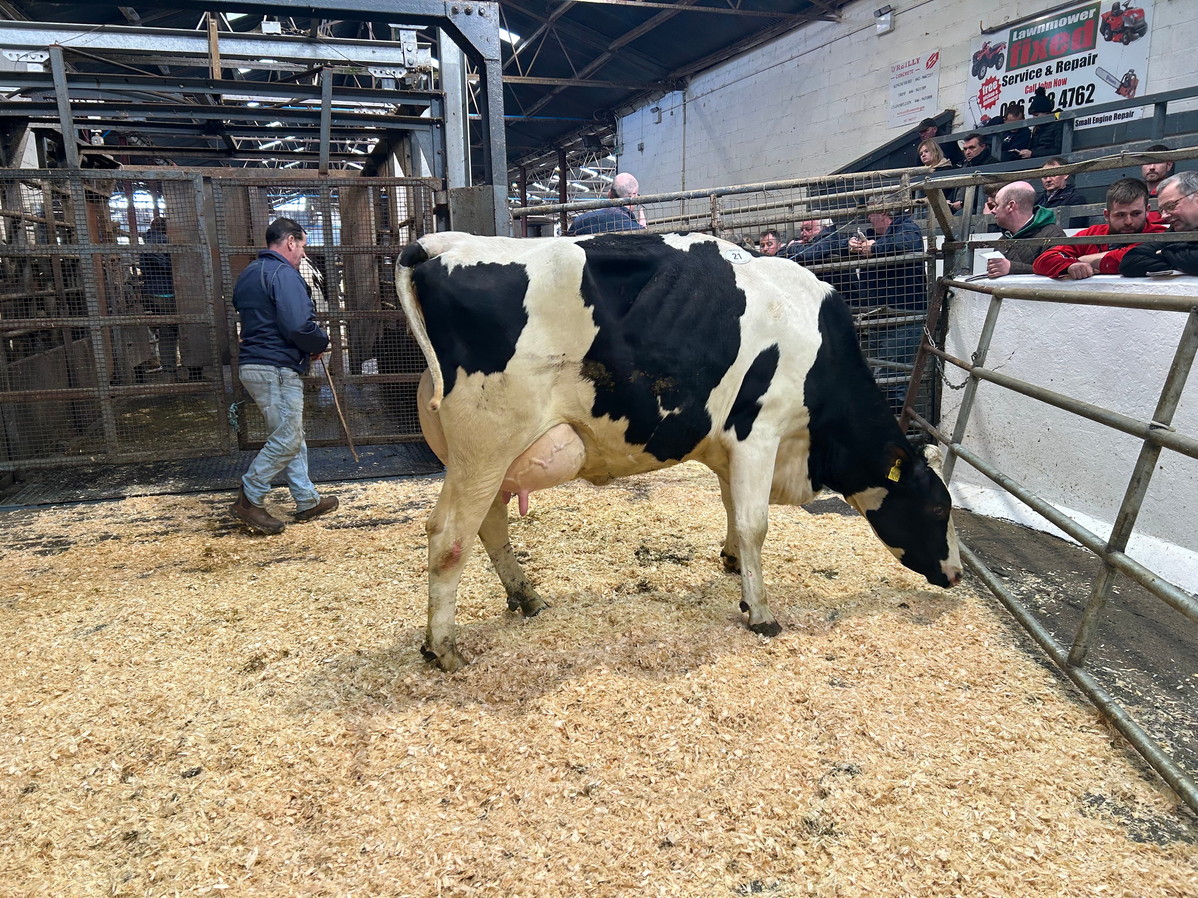 Lot 21, Cannontown Modesto Single, sold for 3,200gns