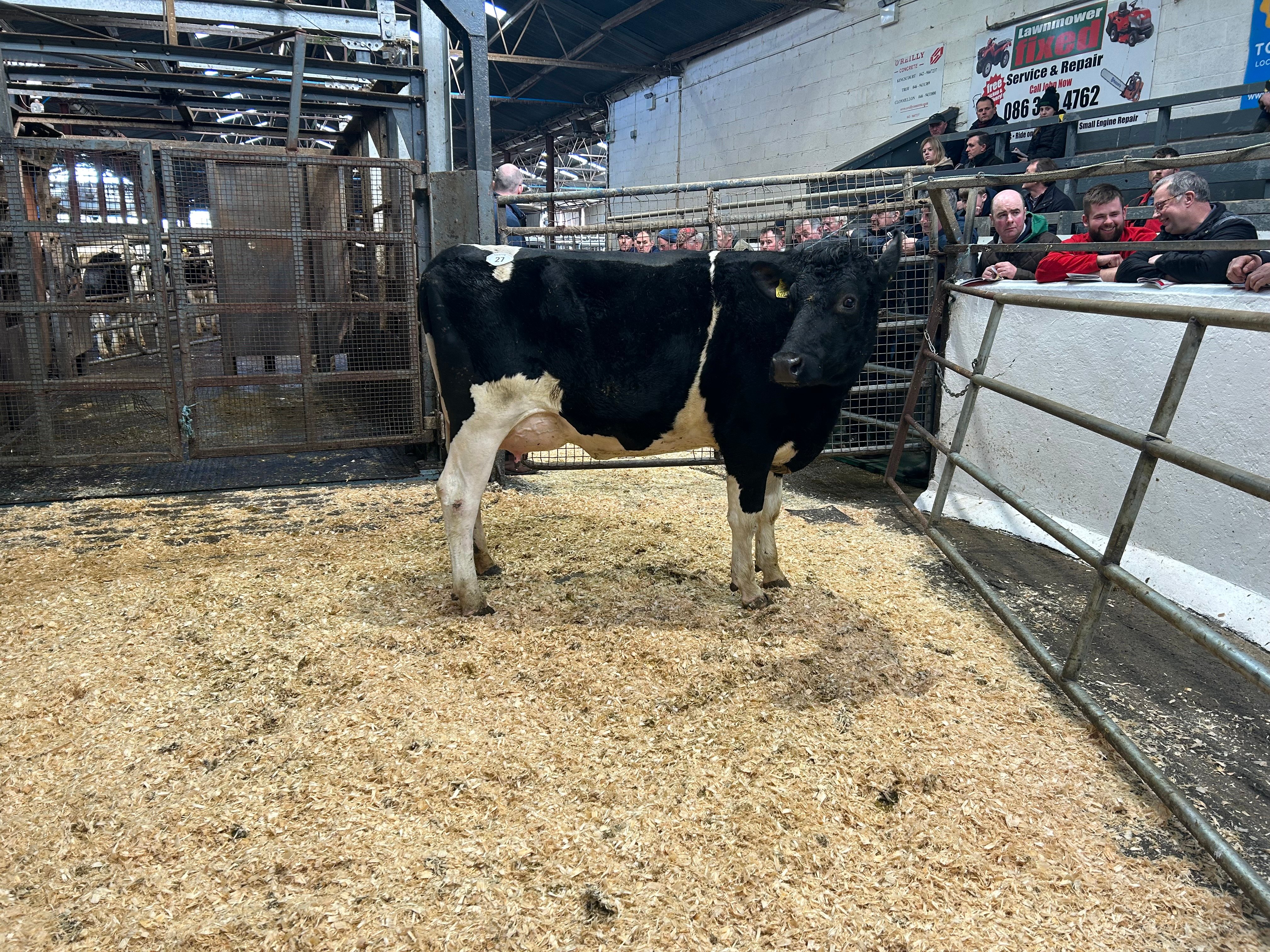 Lot 27, Ballivor Chilton Holly, sold for 3,120gns