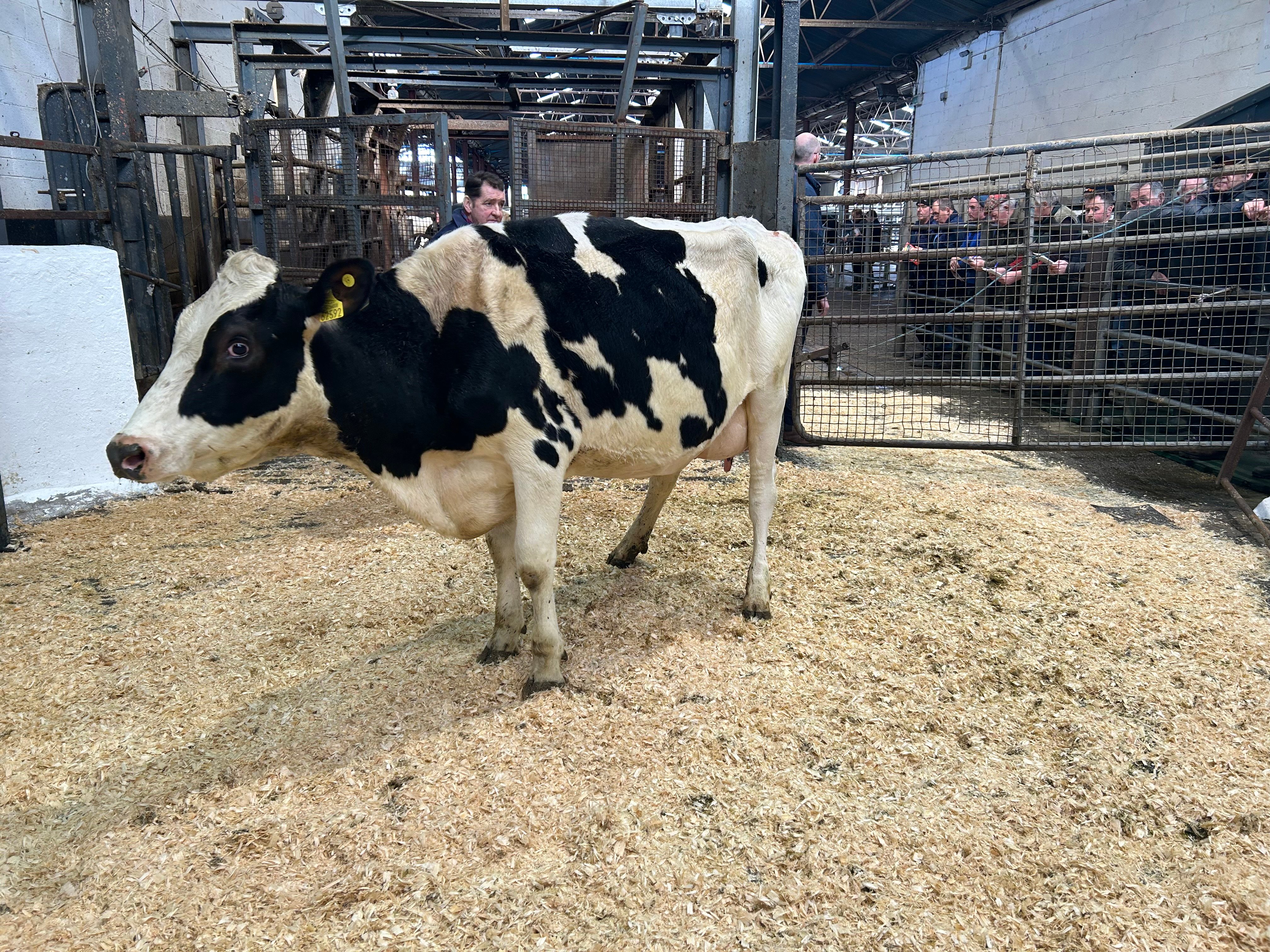 Lot 28, Ballivor Roman Batman, sold for 3,100gns