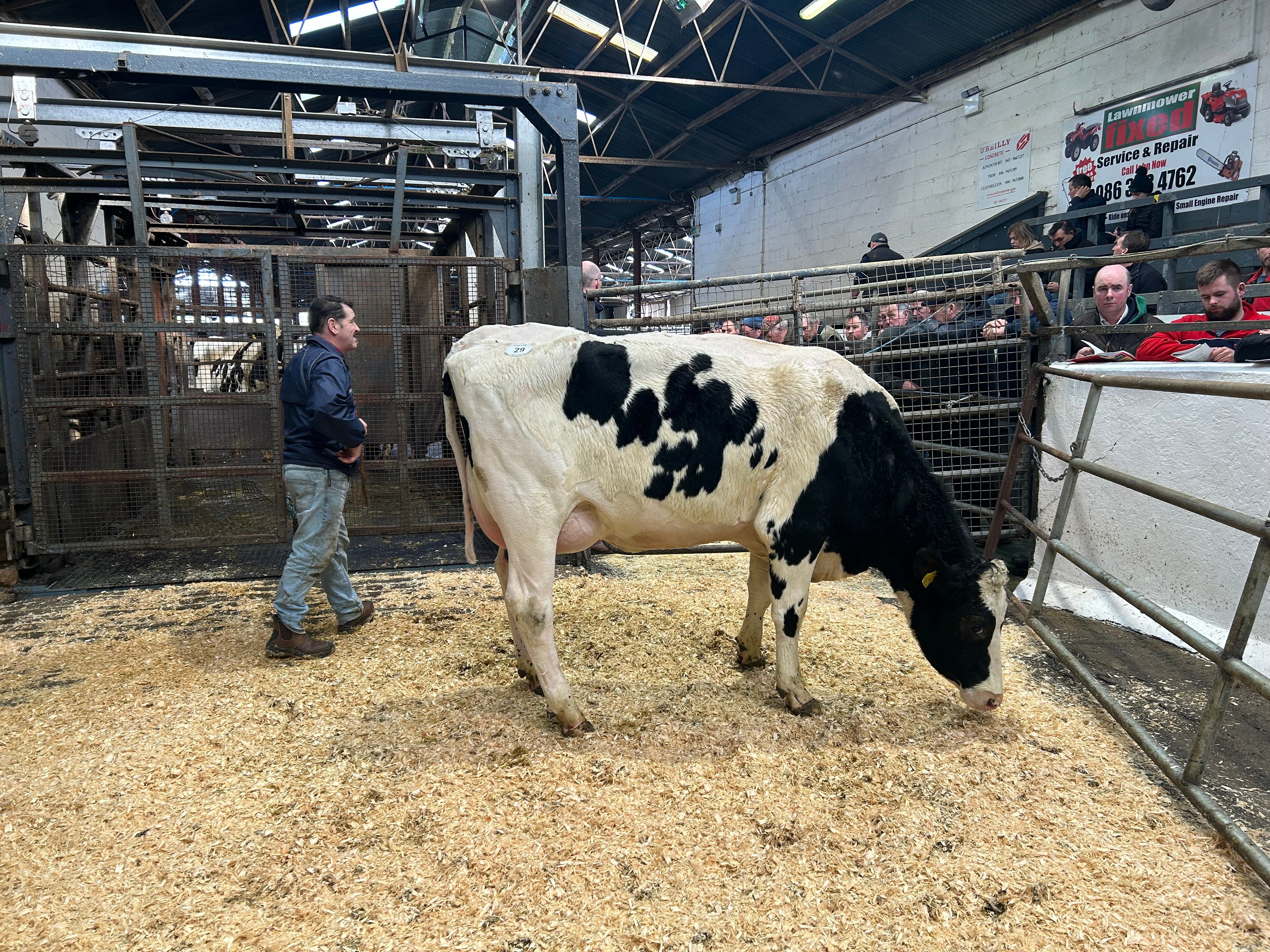 Lot 29, Ballivor Chilton Glack, sold for 3,500gns