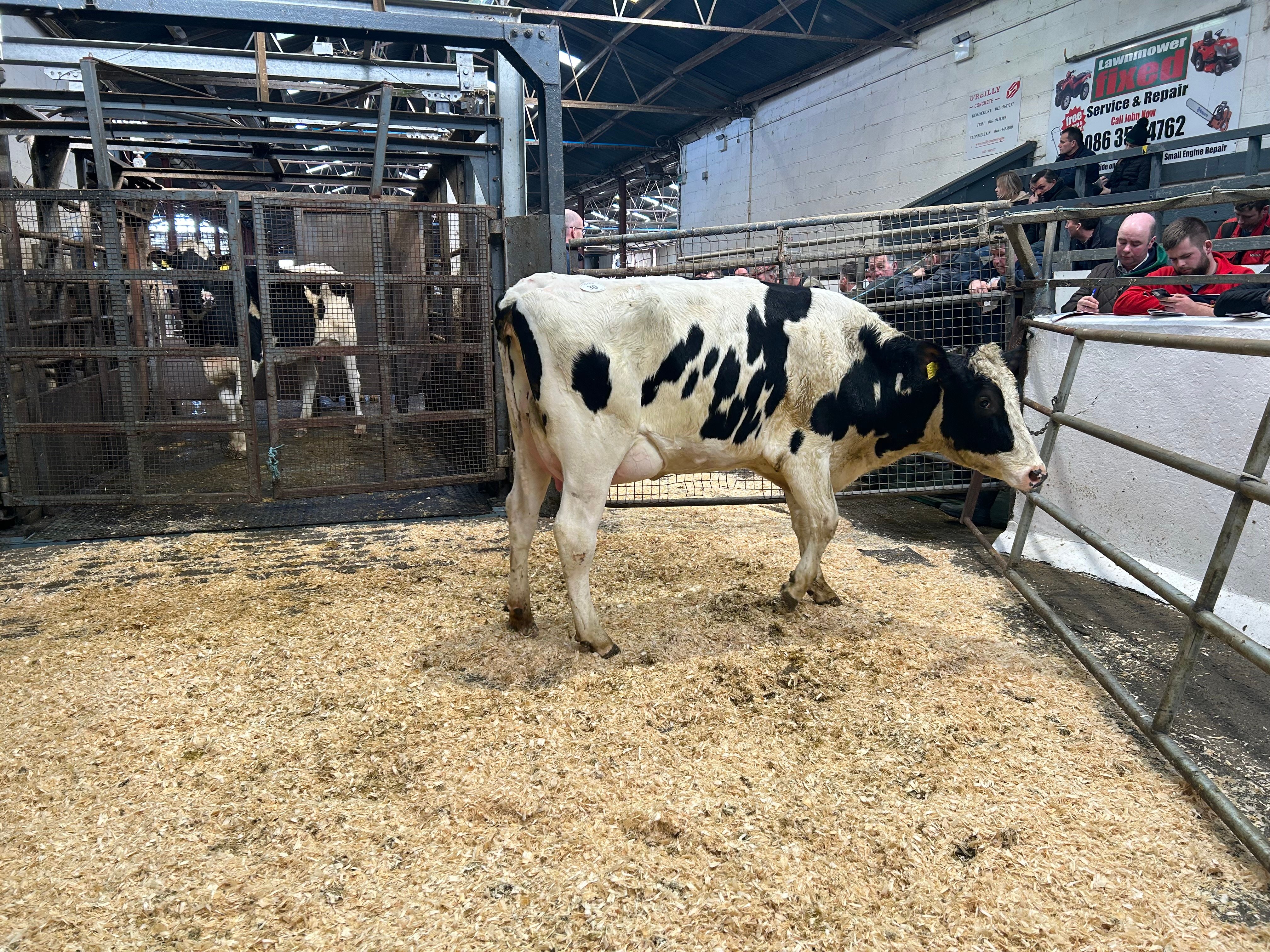 Lot 30, Ballivor Batman Rime, sold for 2,950gns