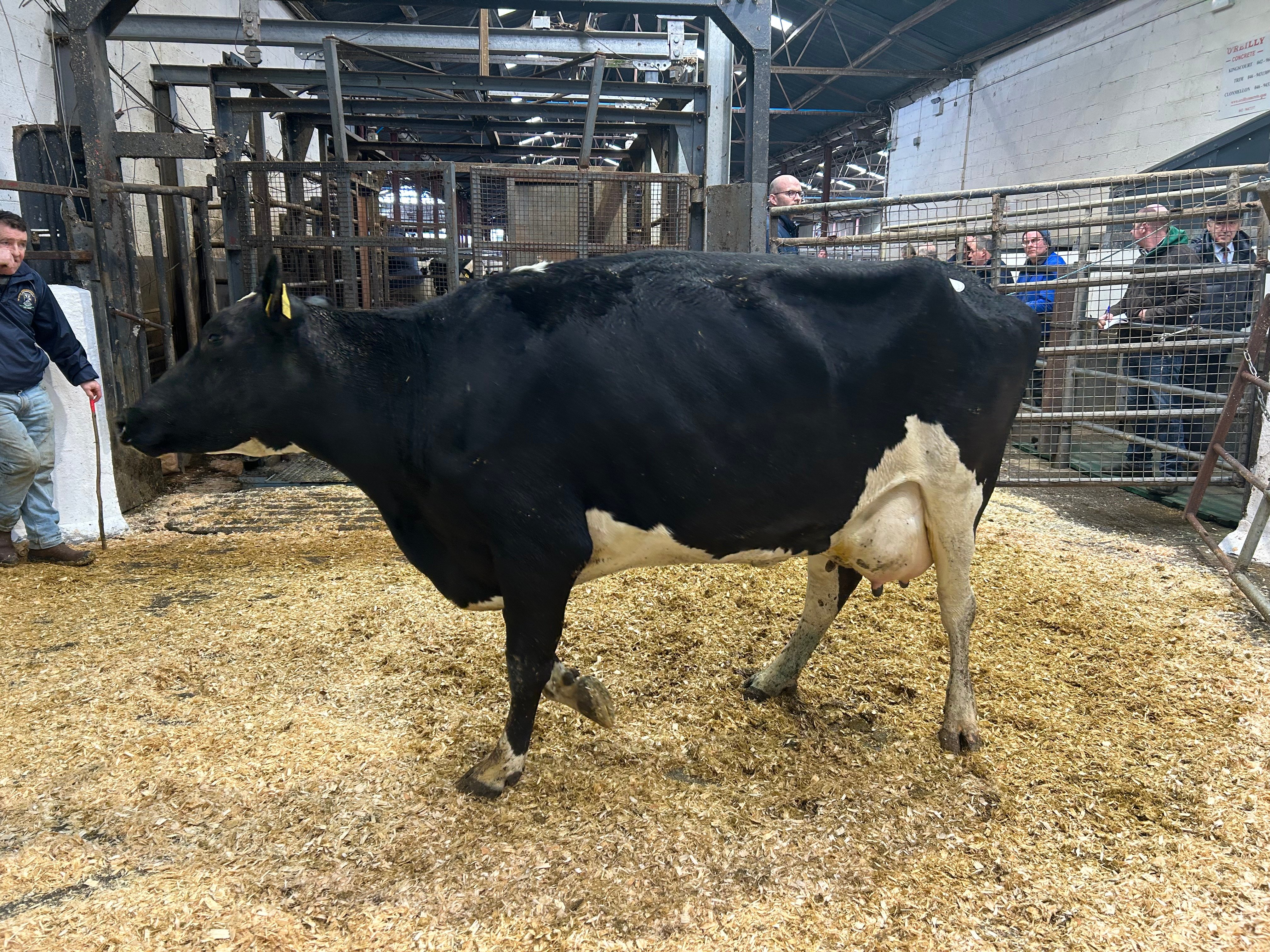 Lot 68, Dungrange Beautiful 2 Helena (GP82), sold for 1,840gns
