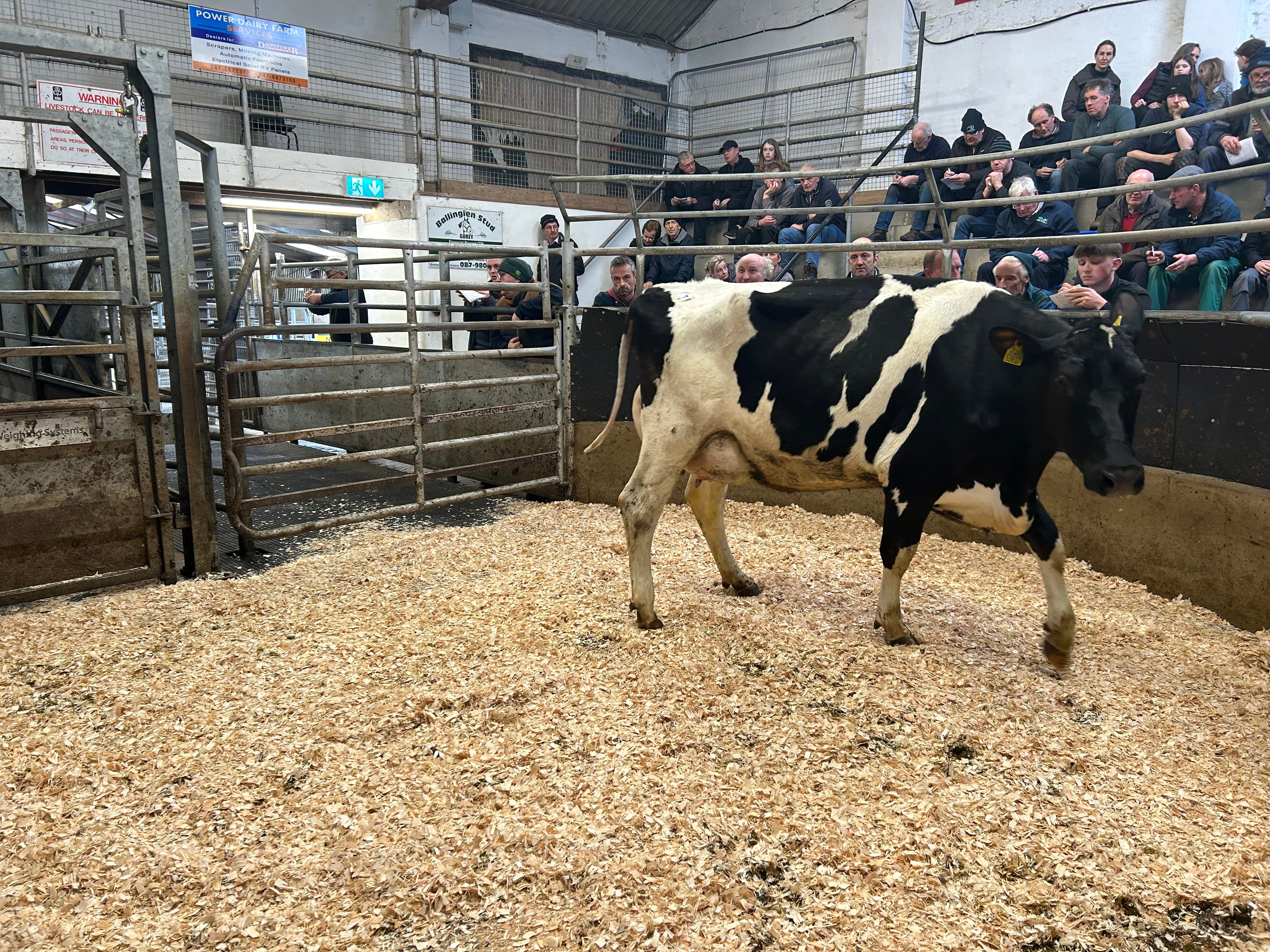 Lot 7: Beechlands Artisan Lindy, sold for €3,550