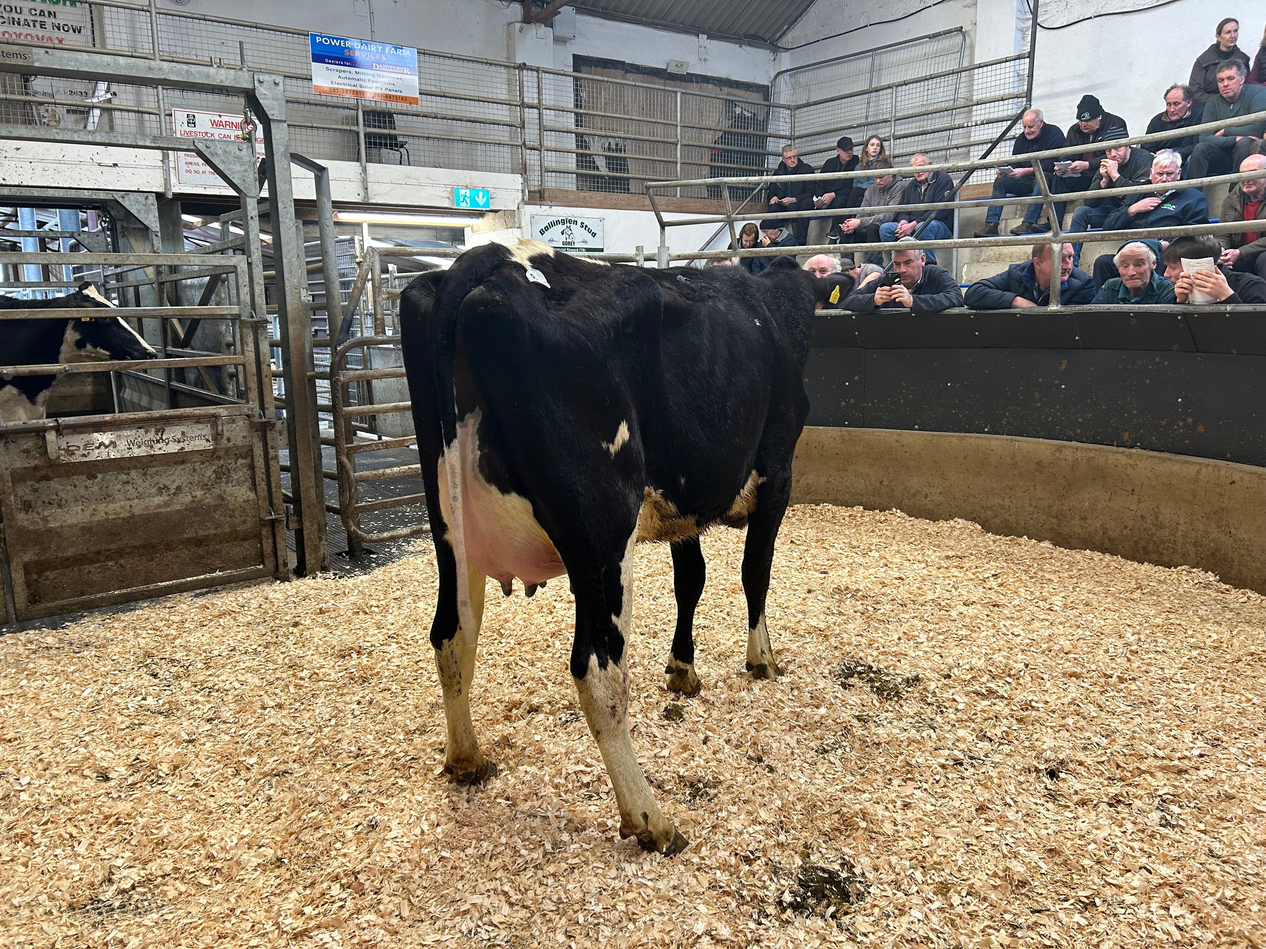 Lot 8: Beechlands Chllenger Posy, sold for €3,850