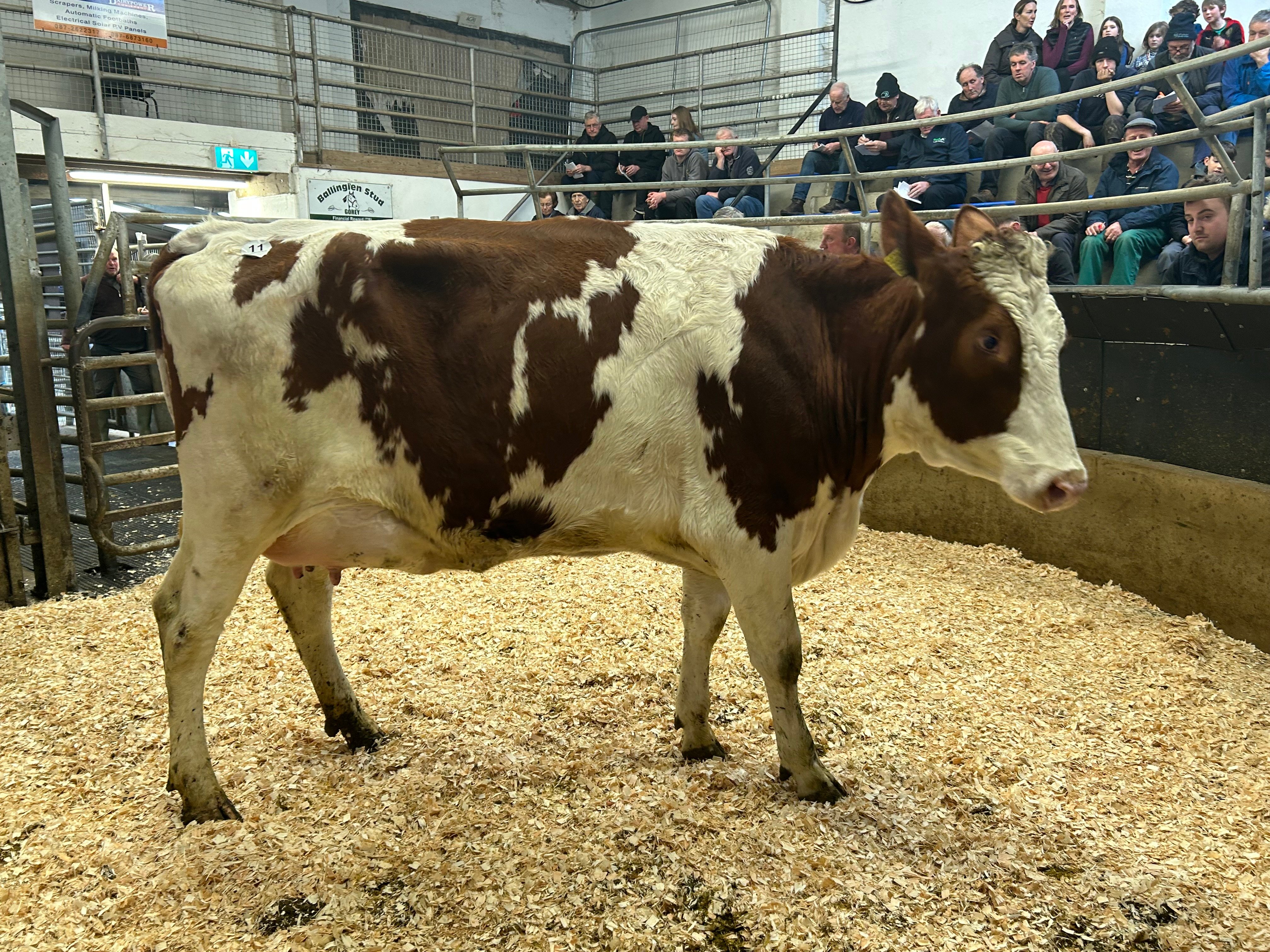 Lot 11: Coolnagree Alphi Bankerred, sold for €4,600