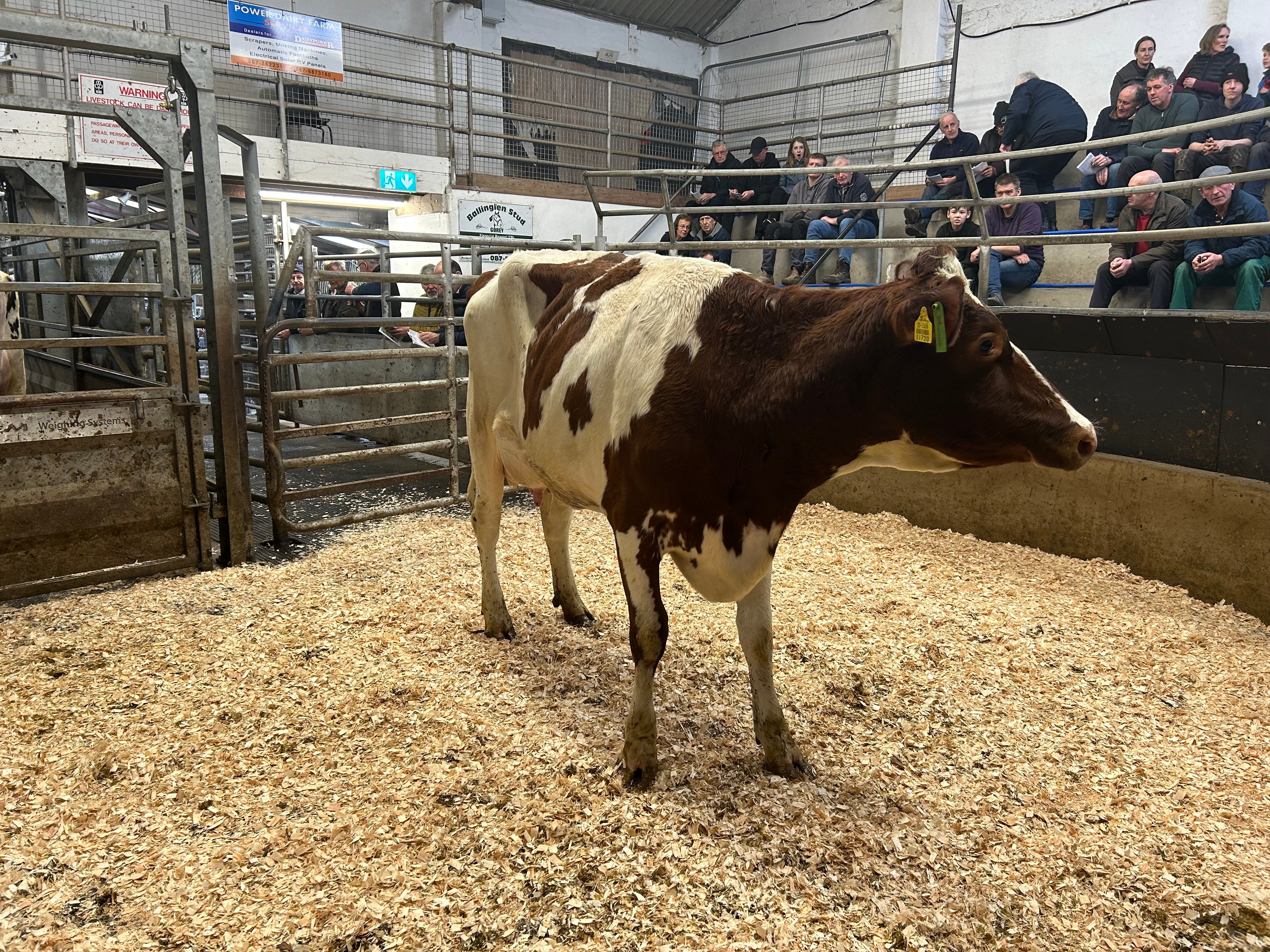 Lot 15: Coolnagree Rory Banker Red, sold for €4,300