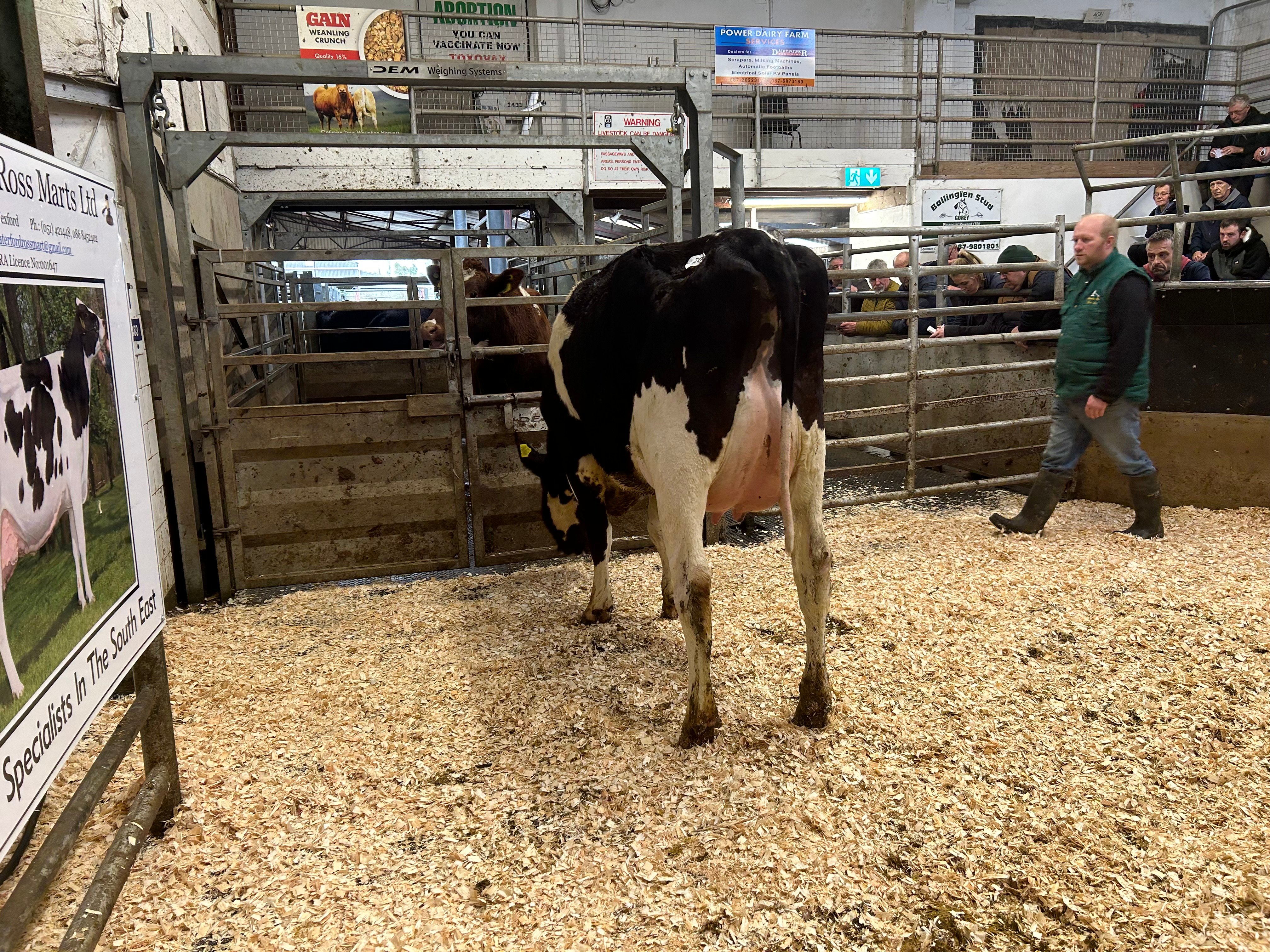 Lot 20: Beechlands Rager Kdee 2, sold for €3,925