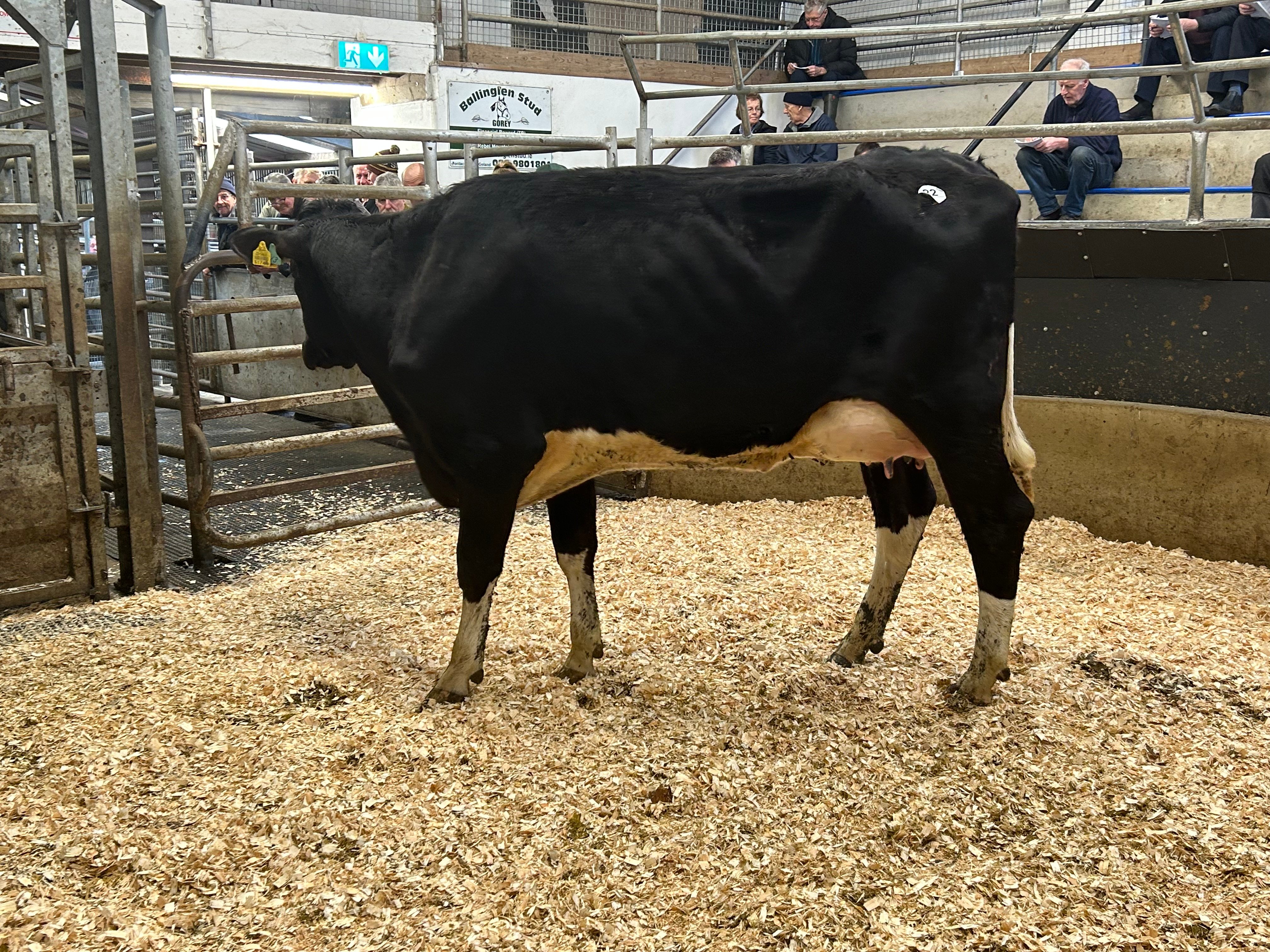 Lot 22: Coolnagree Faithful Rools Re, sold for €4,000