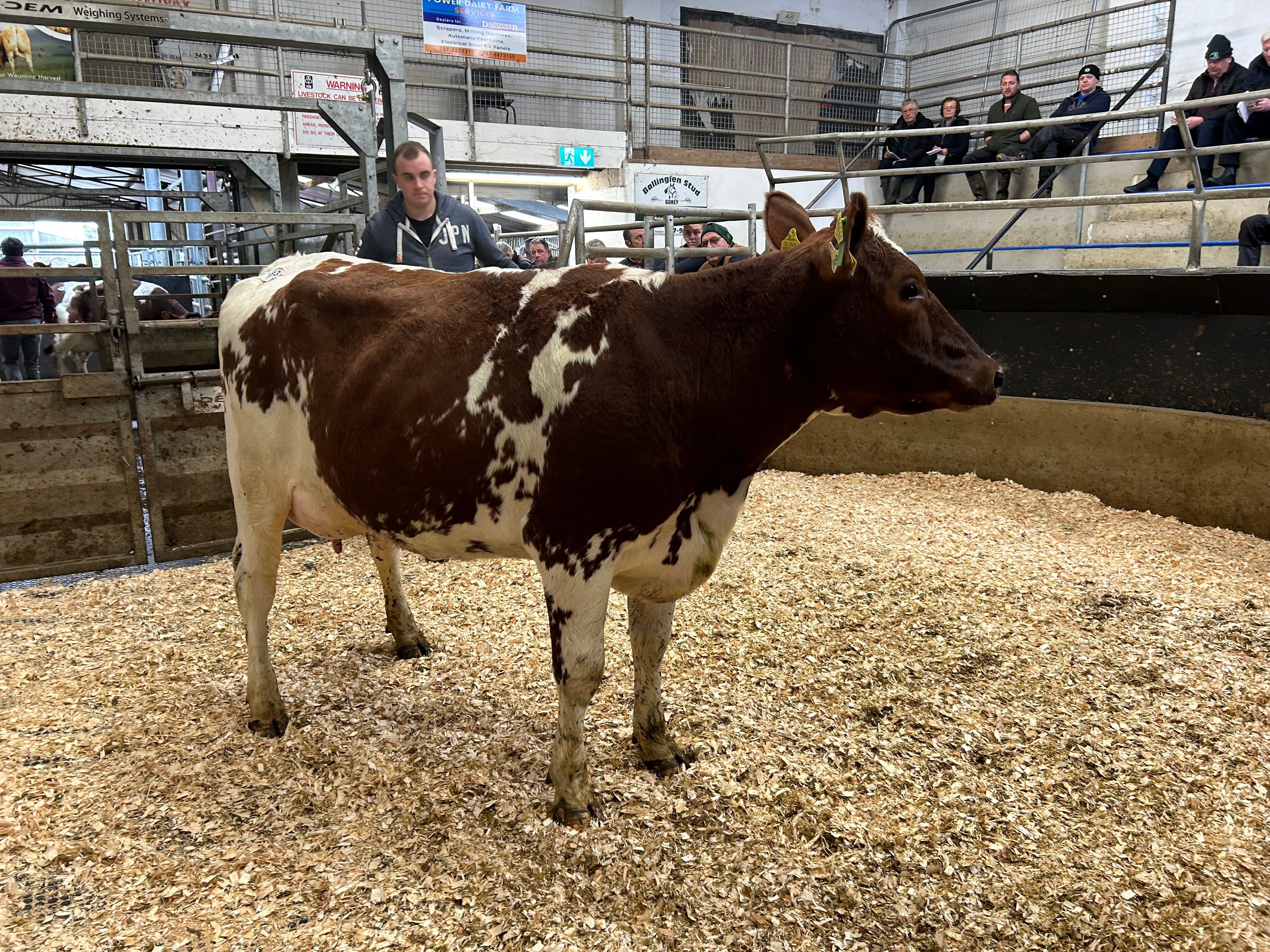 Lot 33:Coolagree Benny Banker Frd, sold for €3,825
