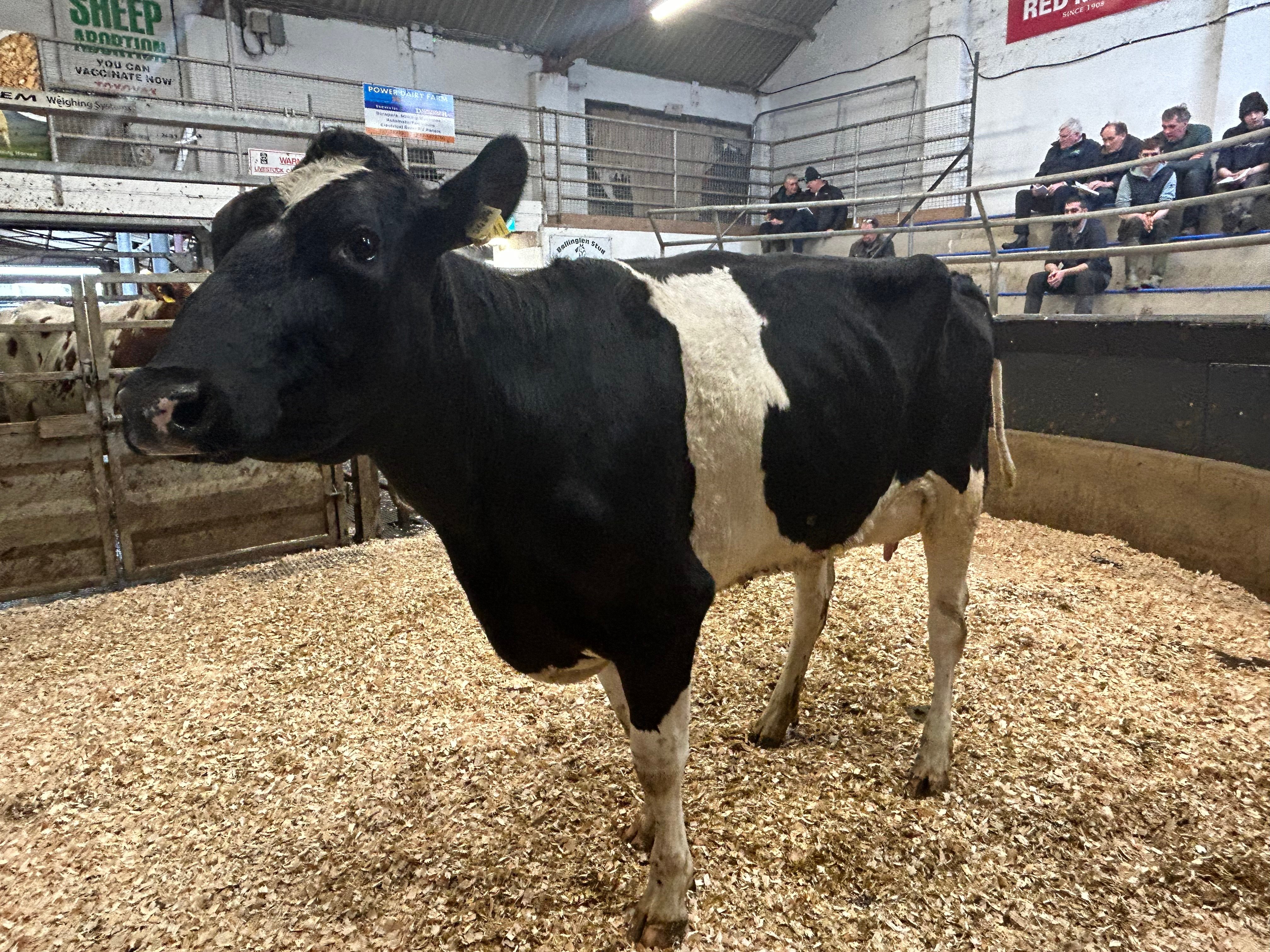 Lot 41: Coolnagree Bentehock Daisy RC, sold for €2,625